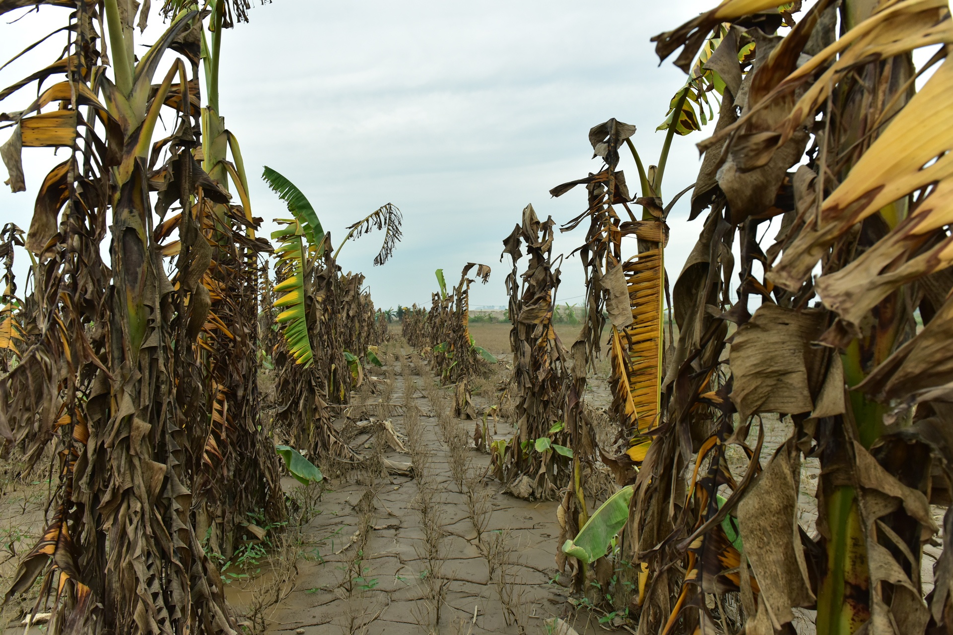 Chuoi mat mua mat gia anh 5