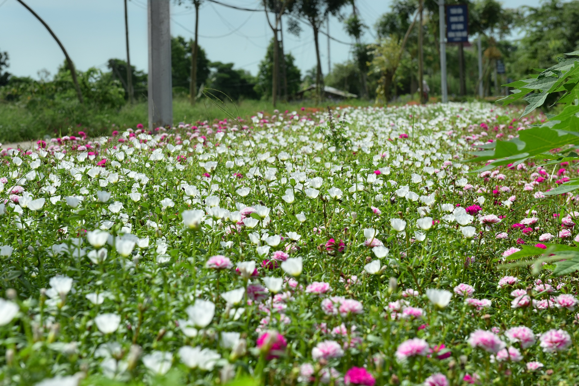 Duong hoa muoi gio o ha noi anh 5