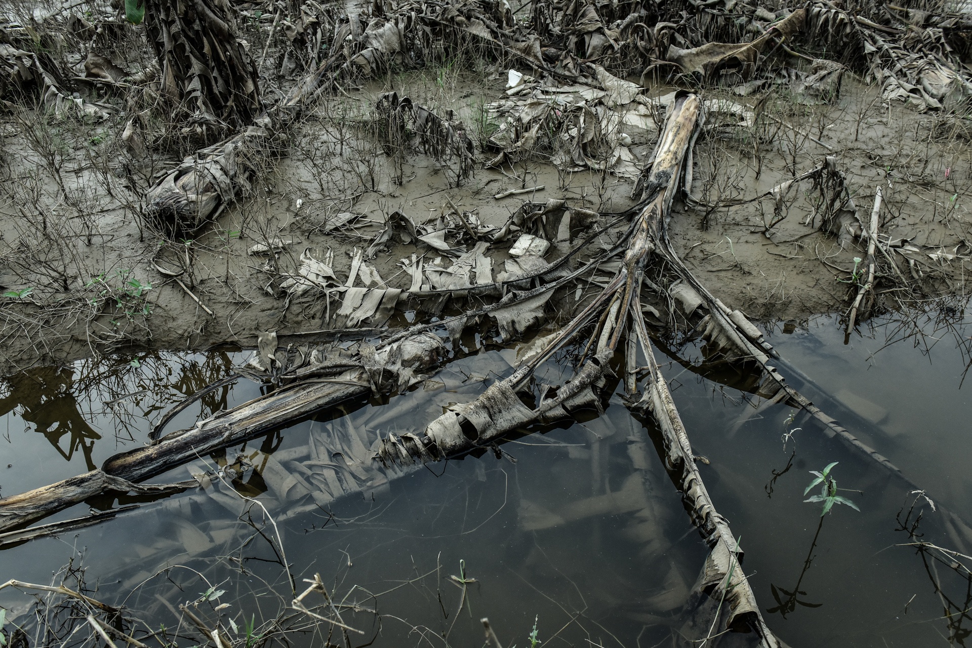 Chuoi mat mua mat gia anh 6