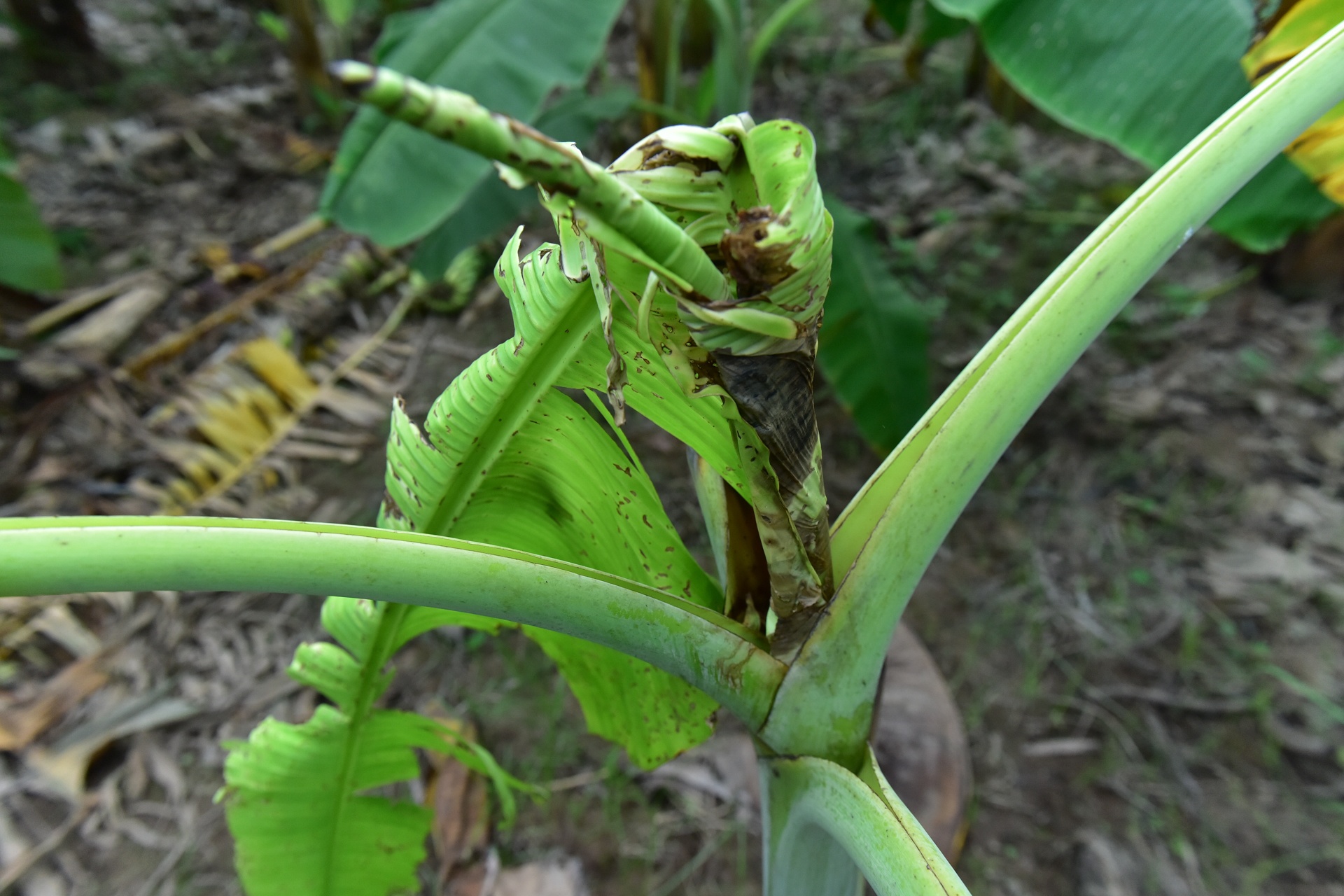 Chuoi mat mua mat gia anh 7