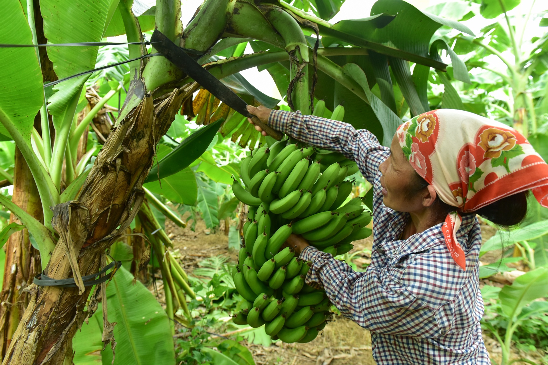 Chuoi mat mua mat gia anh 8