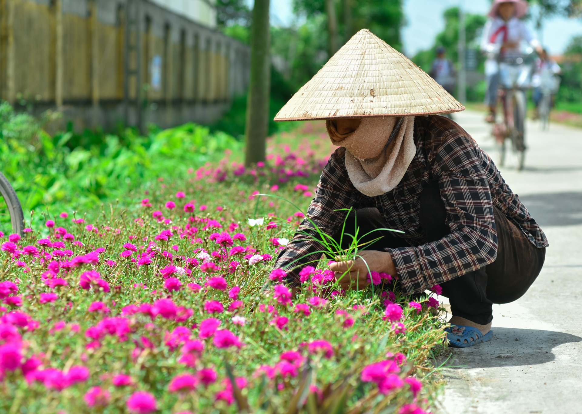 Duong hoa muoi gio o ha noi anh 8