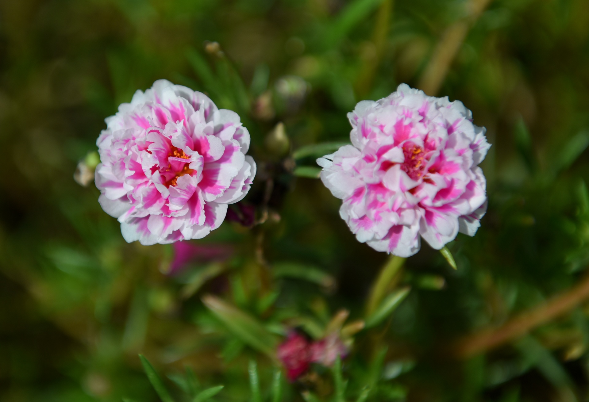 Duong hoa muoi gio o ha noi anh 9