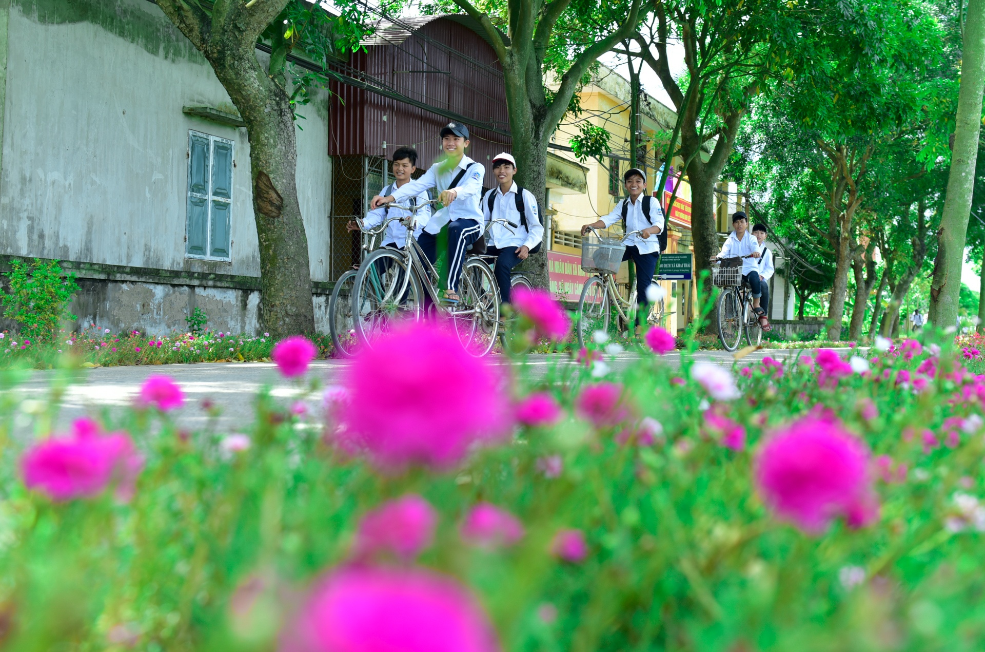 Duong hoa muoi gio dep lung linh trong nang hinh anh