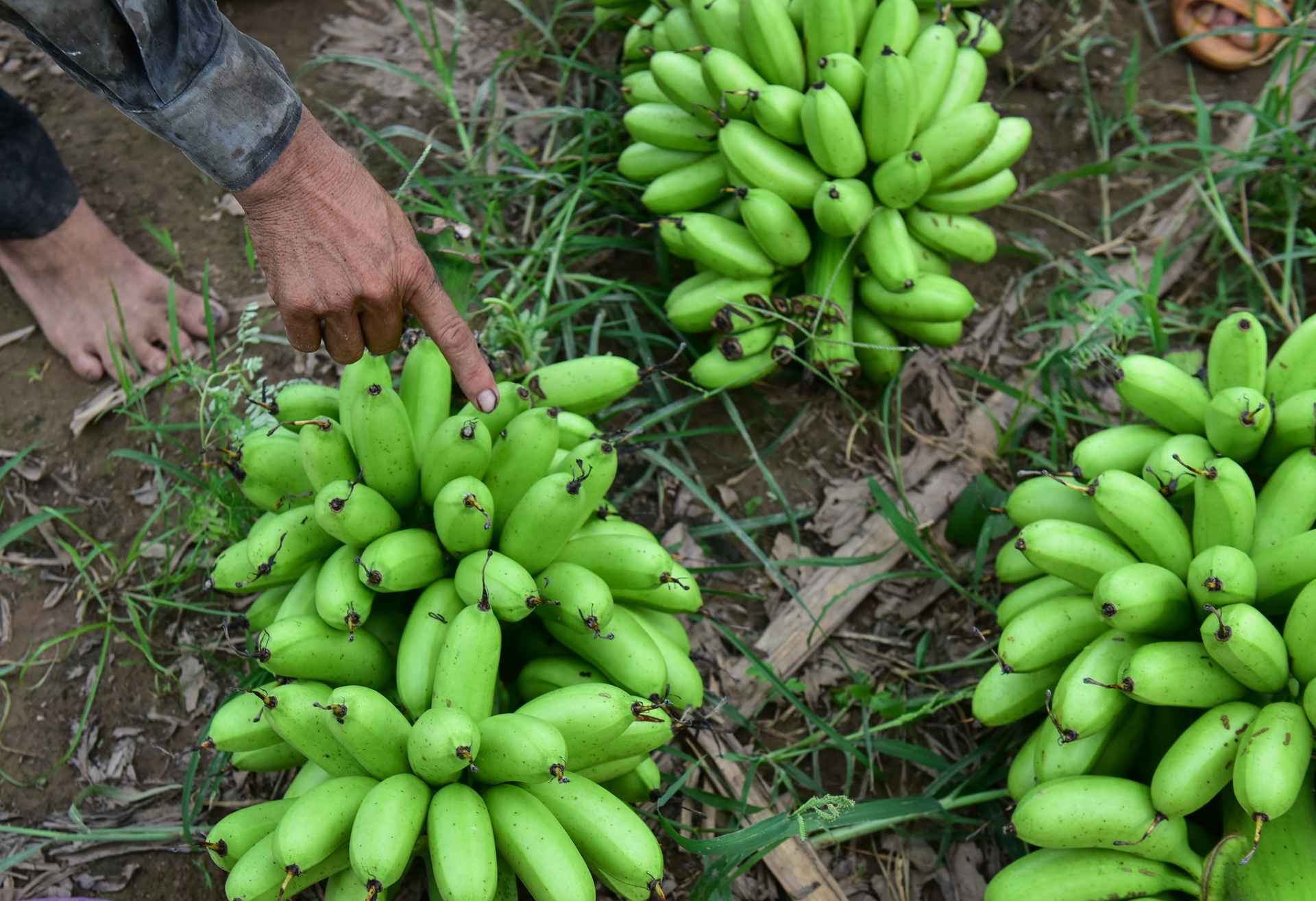 Tham canh cua nguoi dan trong chuoi o Hung Yen hinh anh