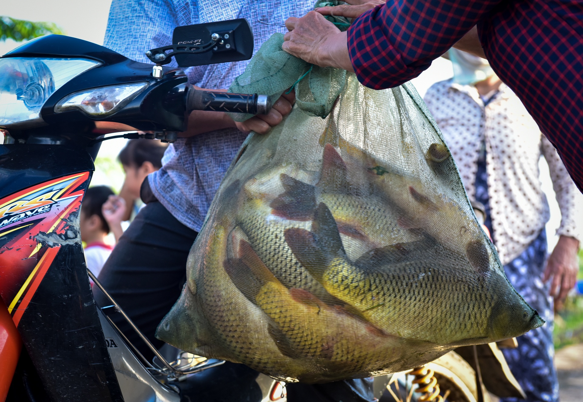 Bat hang ta ca de dang trong nuoc lu hinh anh