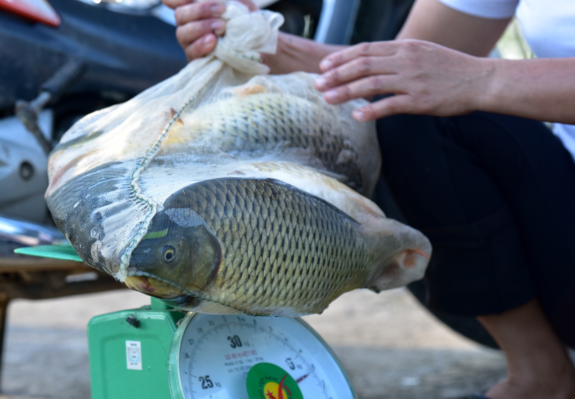 Bat hang ta ca de dang trong nuoc lu o Ninh Binh hinh anh