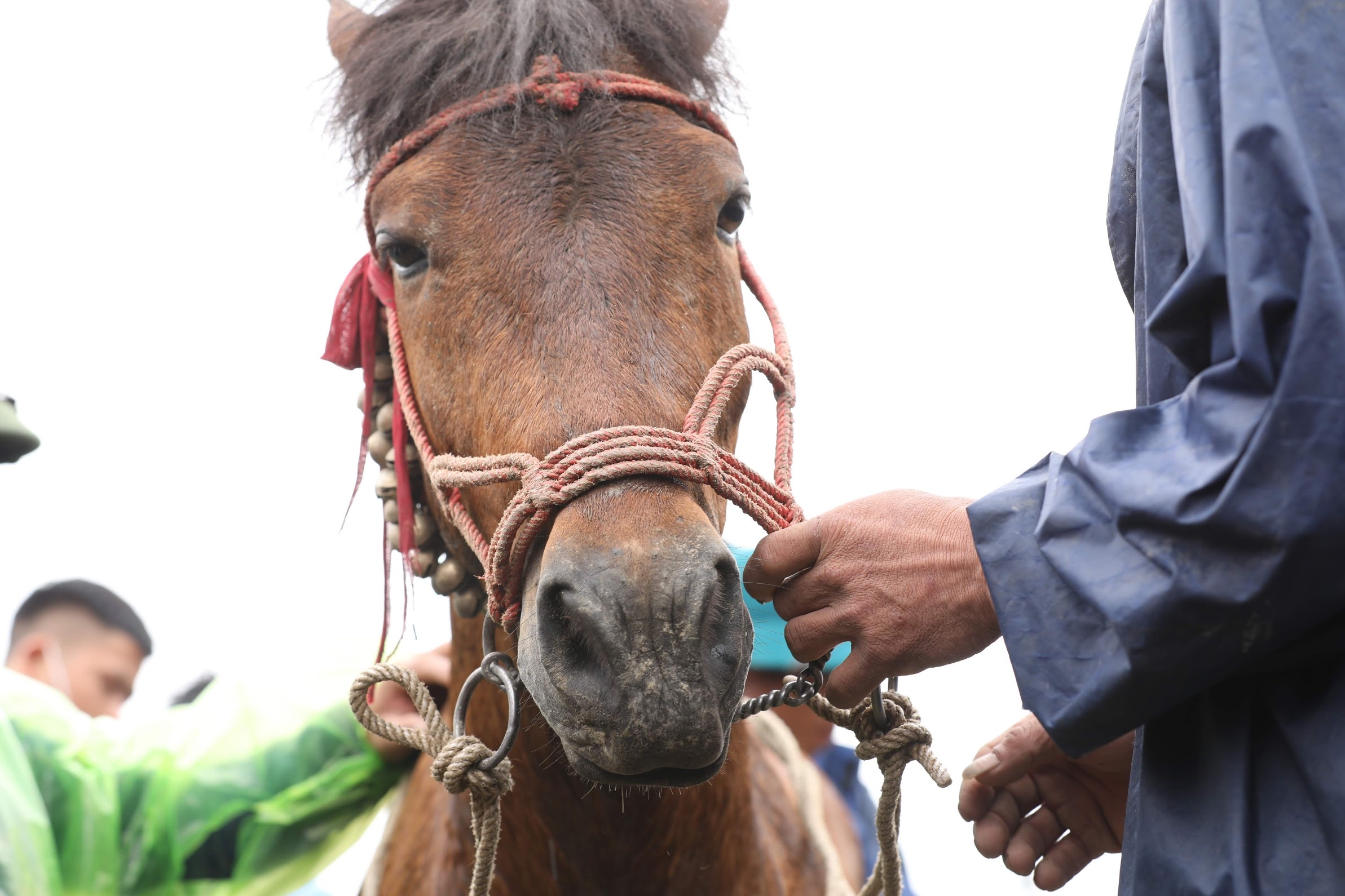 dua ngua o Bac Ha Lao Cai anh 11