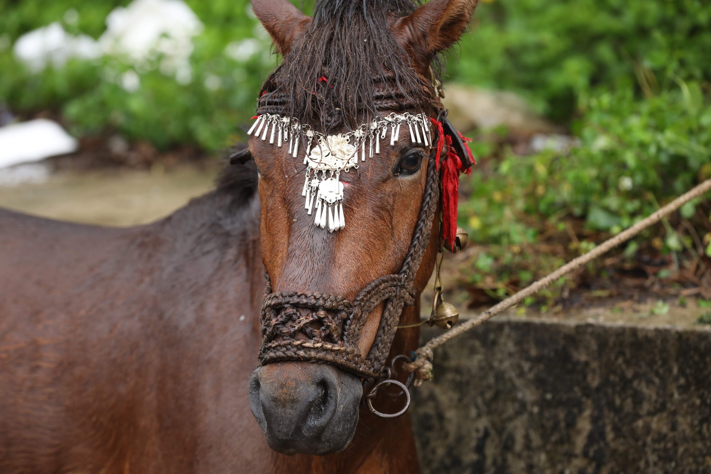 dua ngua o Bac Ha Lao Cai anh 3