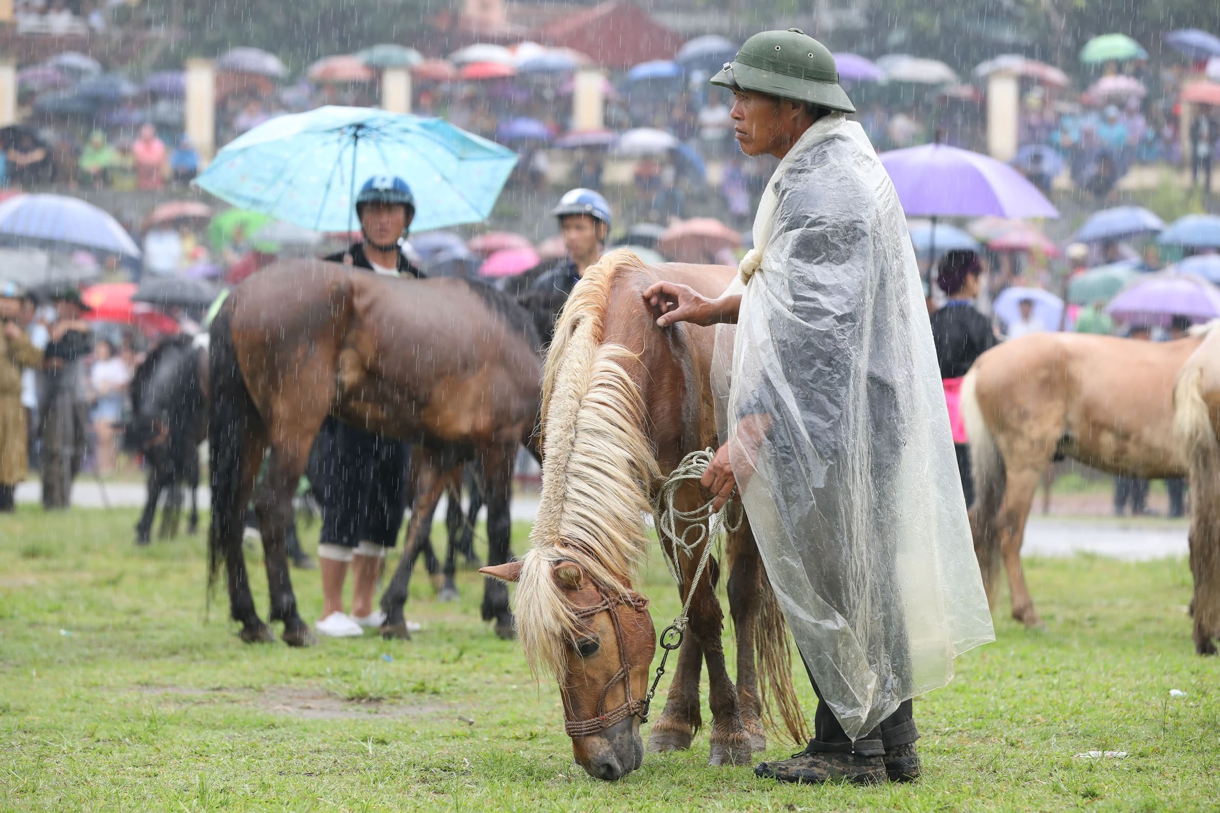dua ngua o Bac Ha Lao Cai anh 4