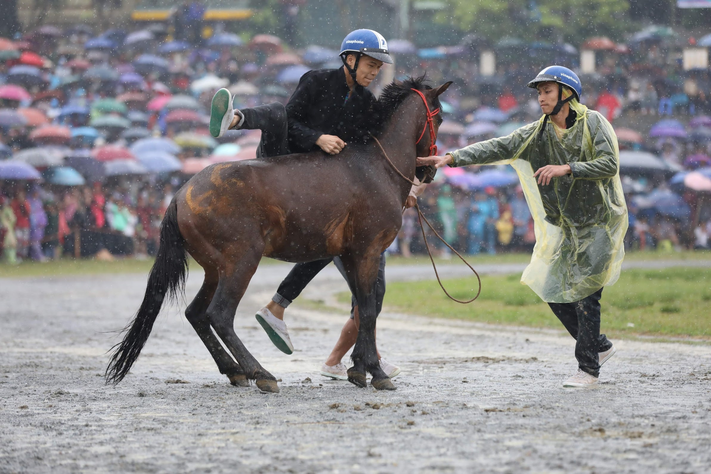 dua ngua o Bac Ha Lao Cai anh 5