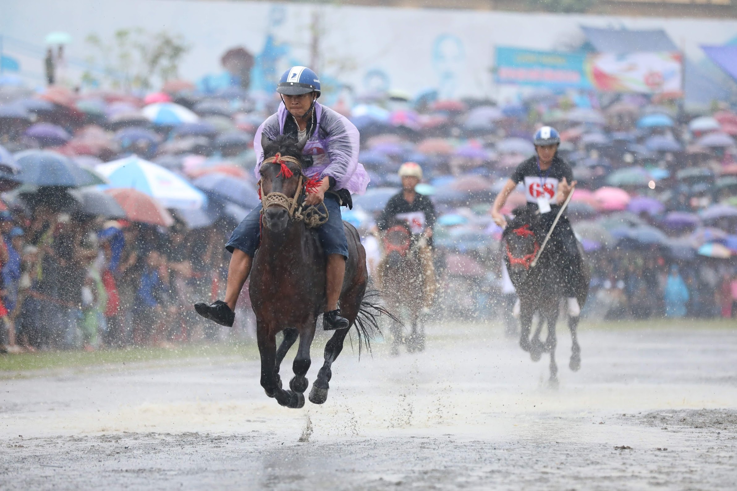 dua ngua o Bac Ha Lao Cai anh 8