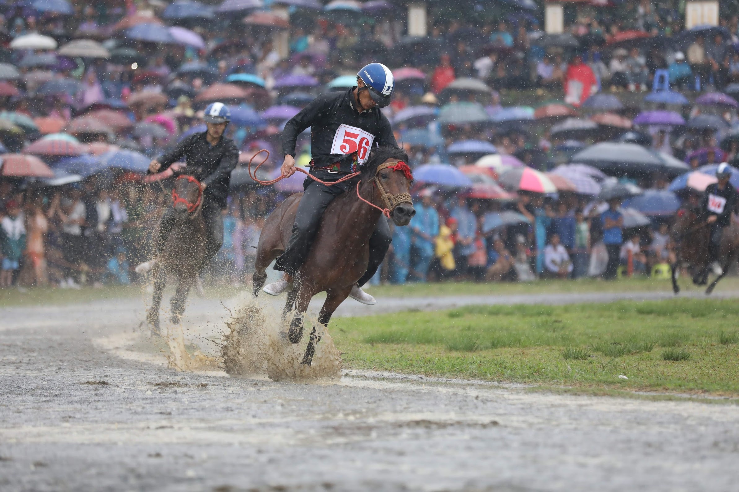 dua ngua o Bac Ha Lao Cai anh 9