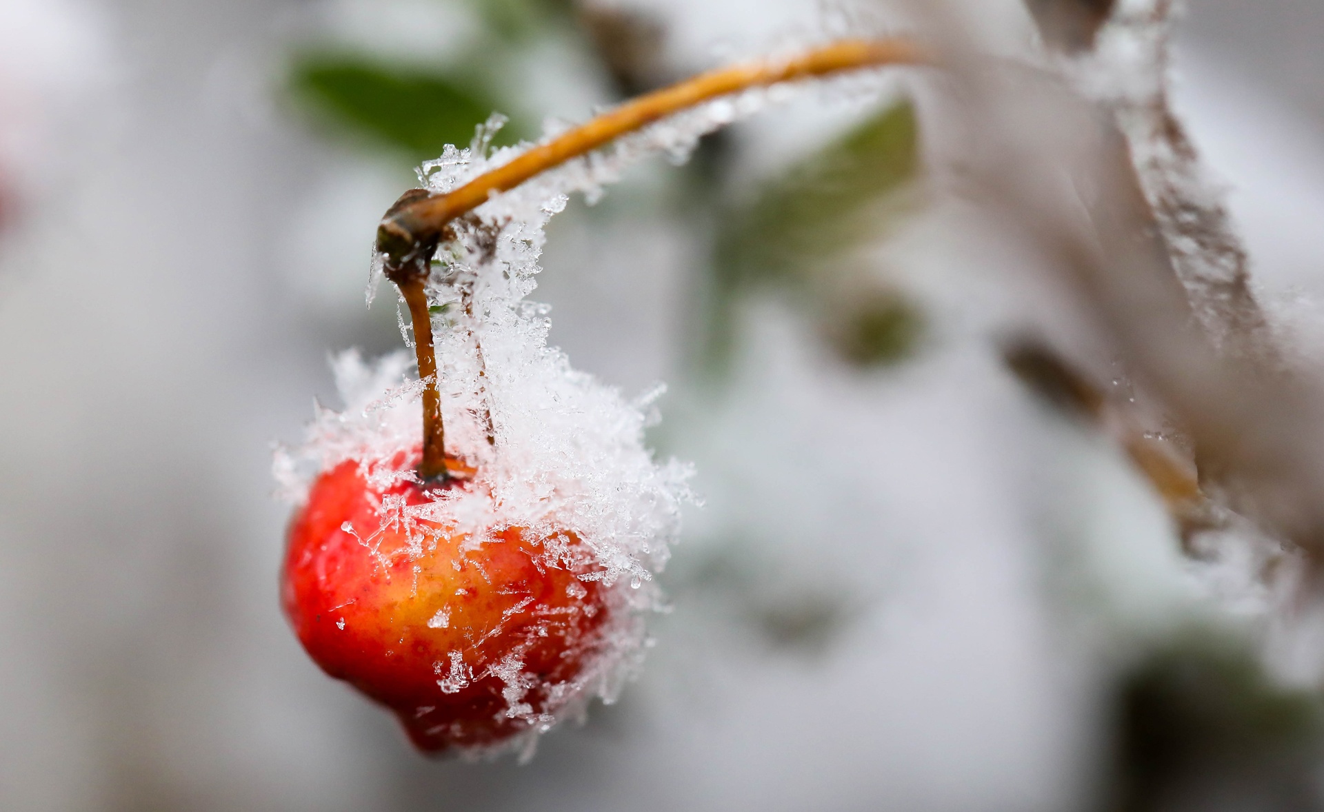 Anh macro hoa co bi bang tuyet Sa Pa phu vui hinh anh