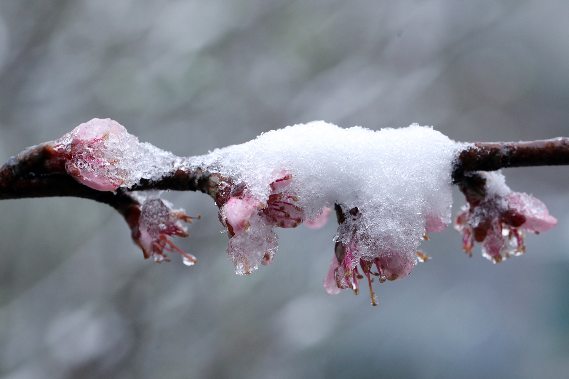 băng tuyết ở sa pa ảnh 3 bang tuyet o sa pa anh 3