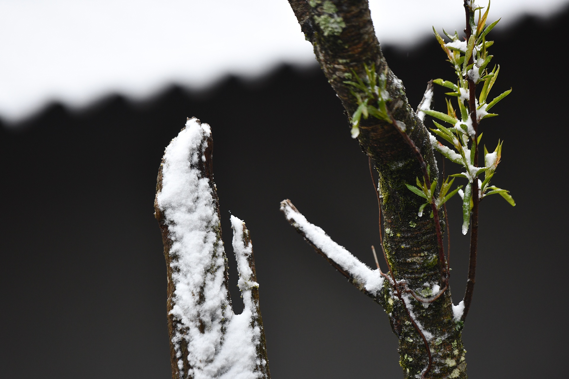 băng tuyết ở sa pa ảnh 2 bang tuyet o sa pa anh 2