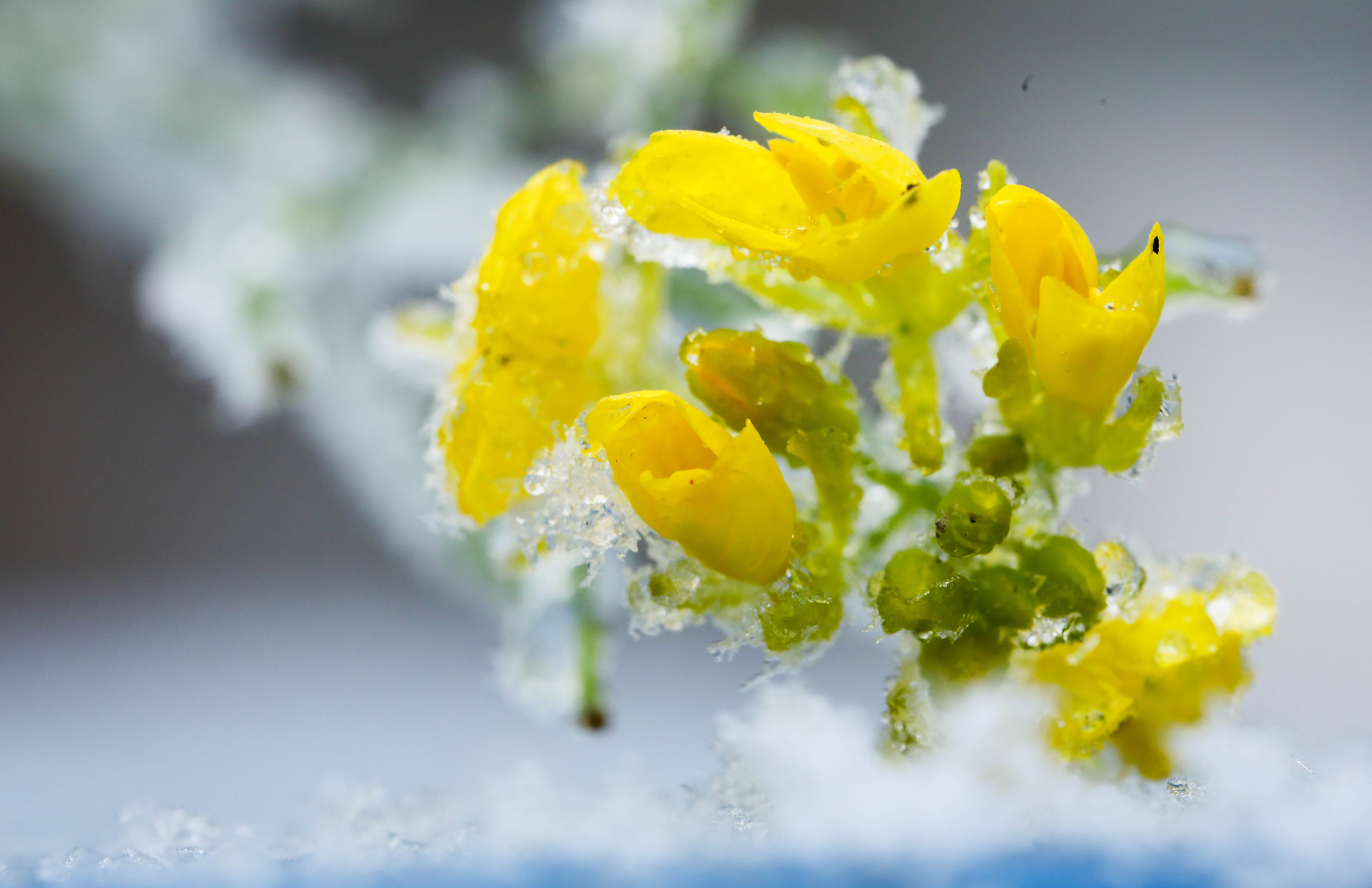 băng tuyết ở sa pa ảnh 13 bang tuyet o sa pa anh 13