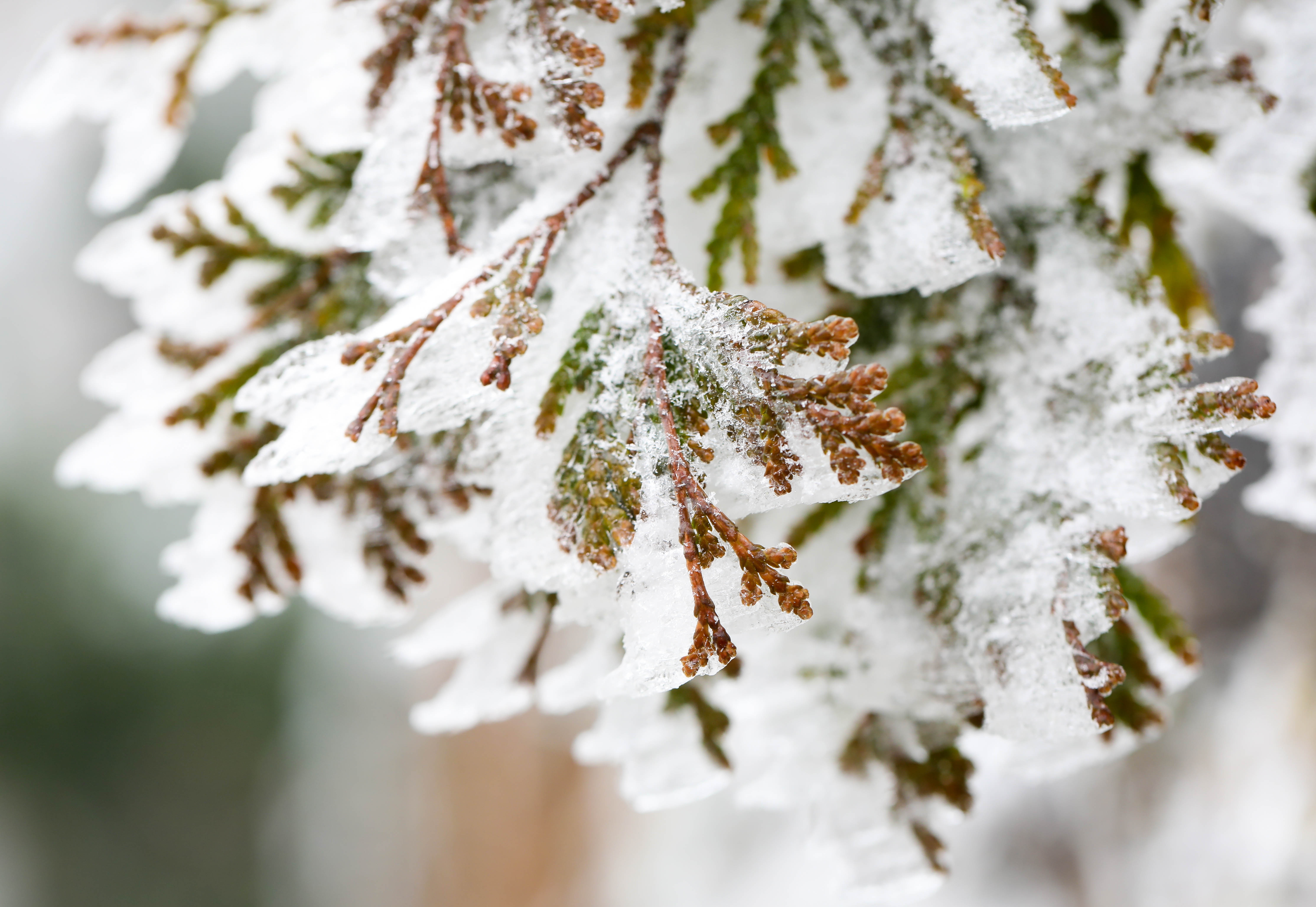 băng tuyết ở sa pa ảnh 14 bang tuyet o sa pa anh 14