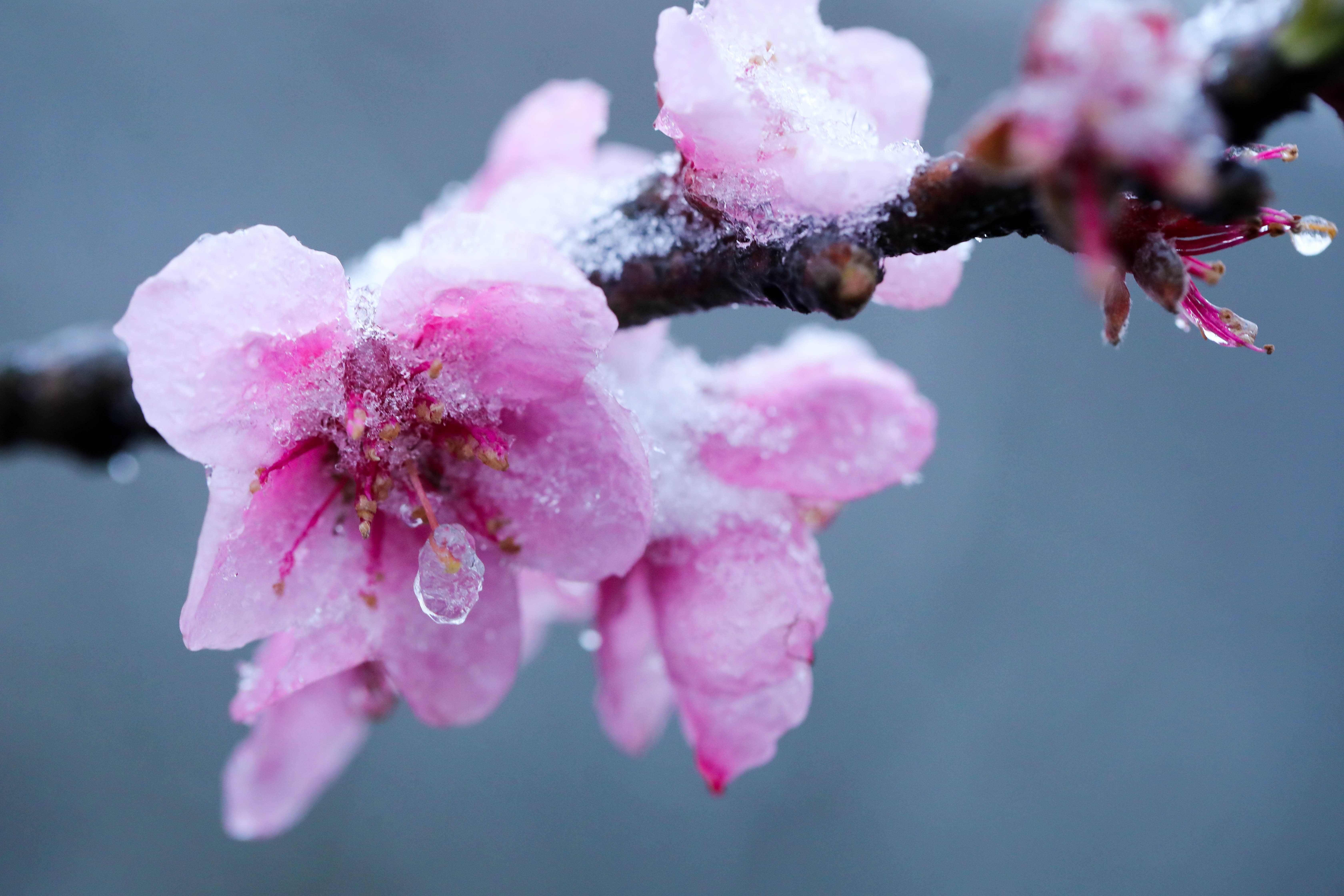 băng tuyết ở sa pa ảnh 4 bang tuyet o sa pa anh 4