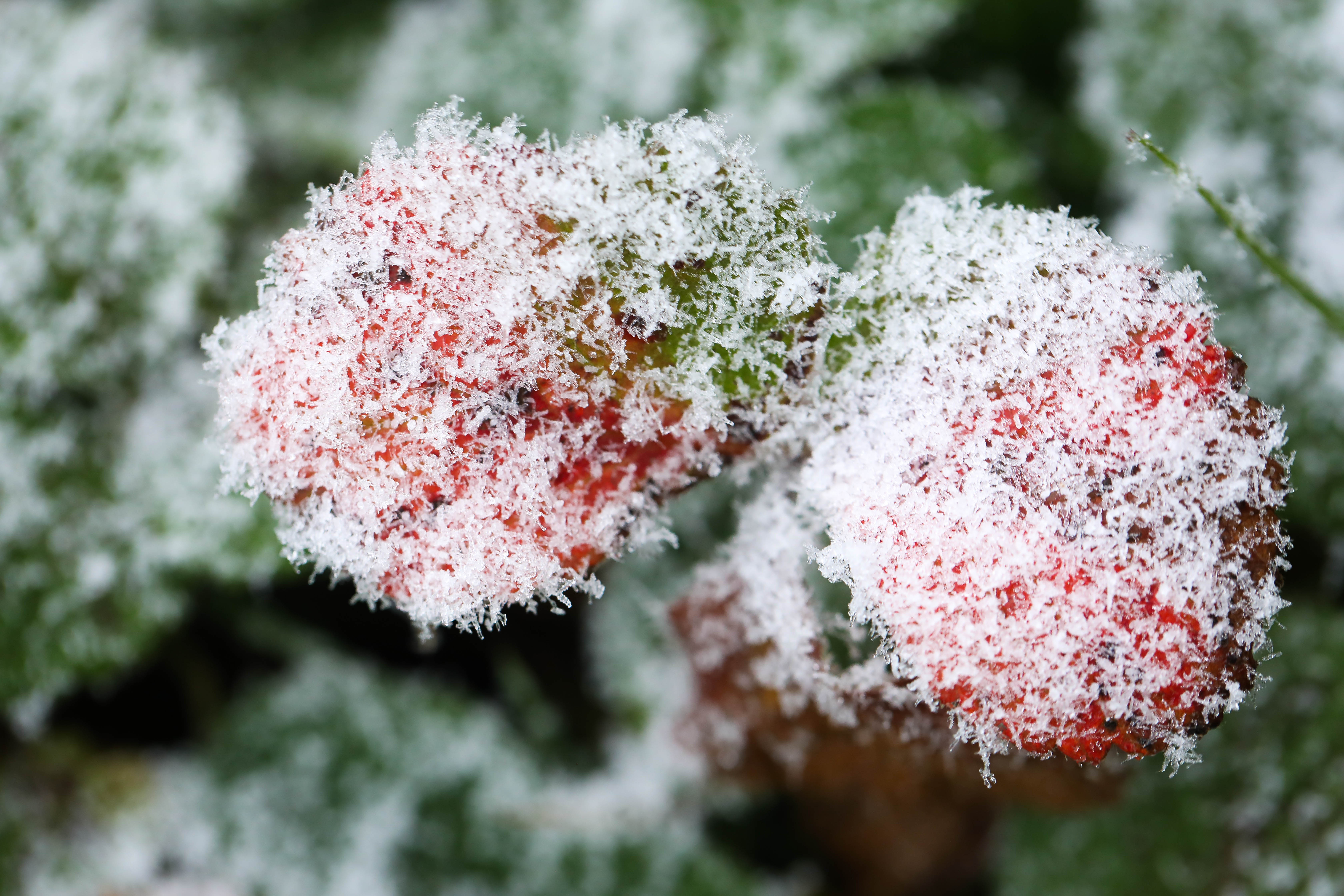 băng tuyết ở sa pa ảnh 7 bang tuyet o sa pa anh 7