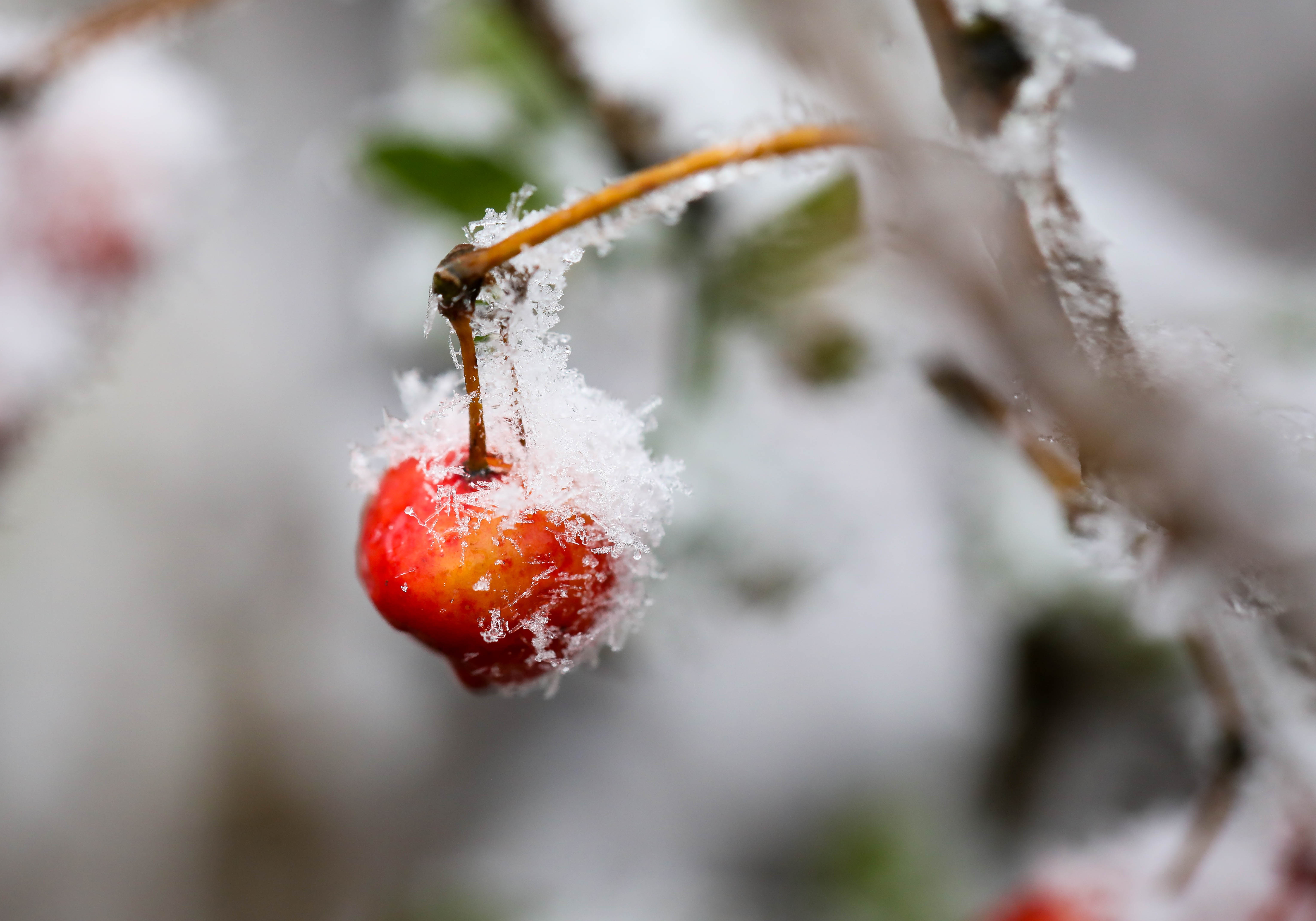 băng tuyết ở sa pa ảnh 8 bang tuyet o sa pa anh 8