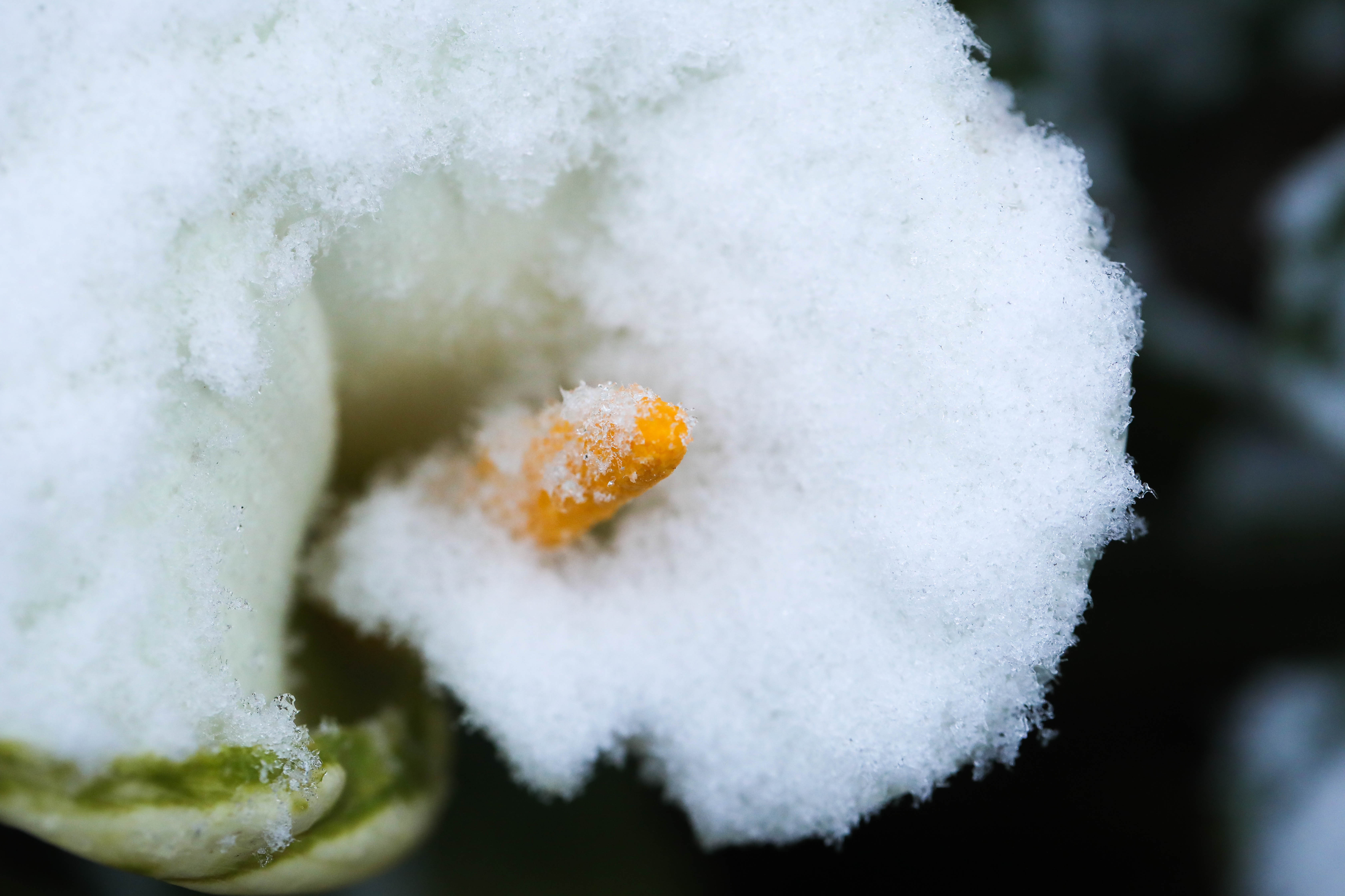 băng tuyết ở sa pa ảnh 9 bang tuyet o sa pa anh 9