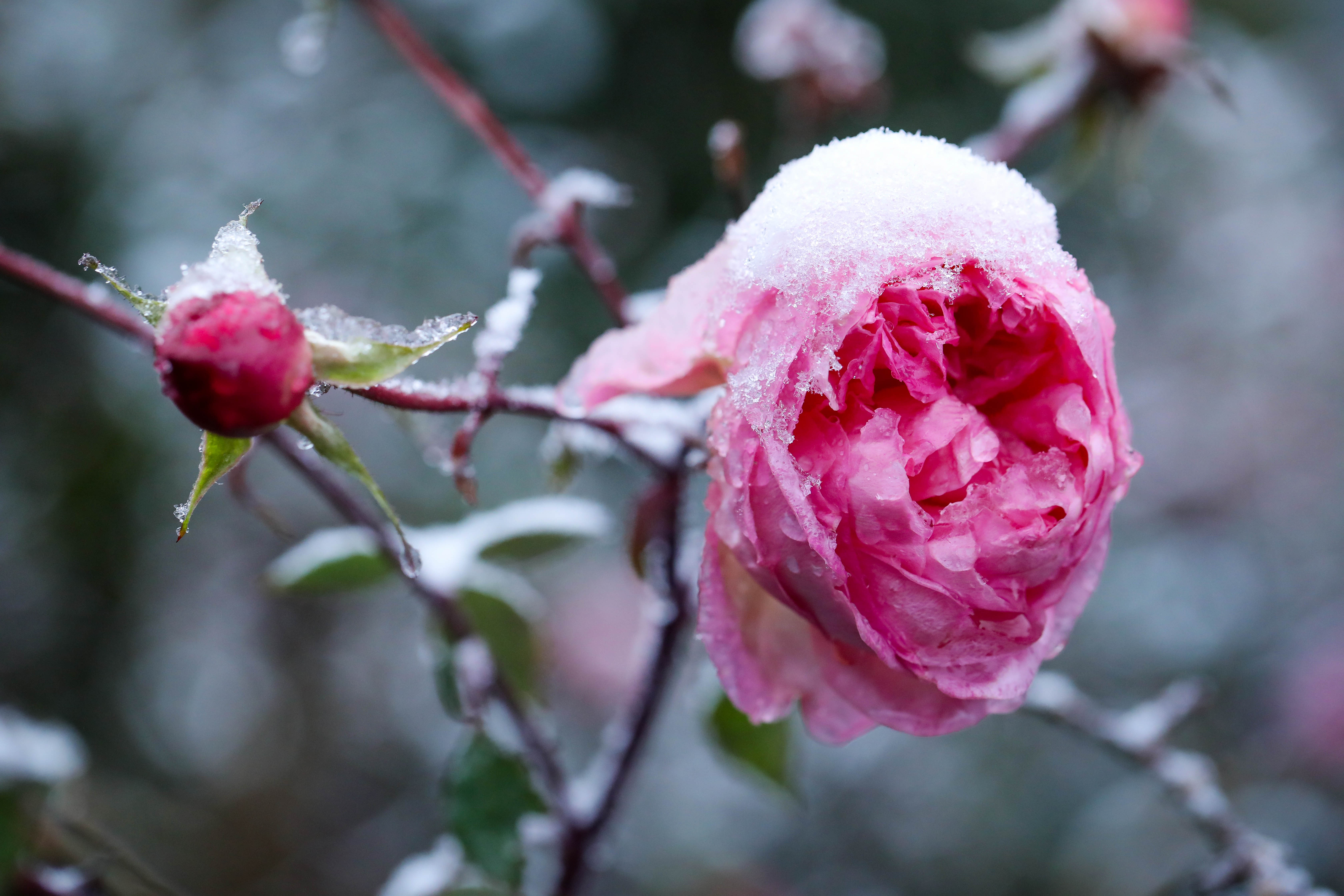 băng tuyết ở sa pa ảnh 10 bang tuyet o sa pa anh 10