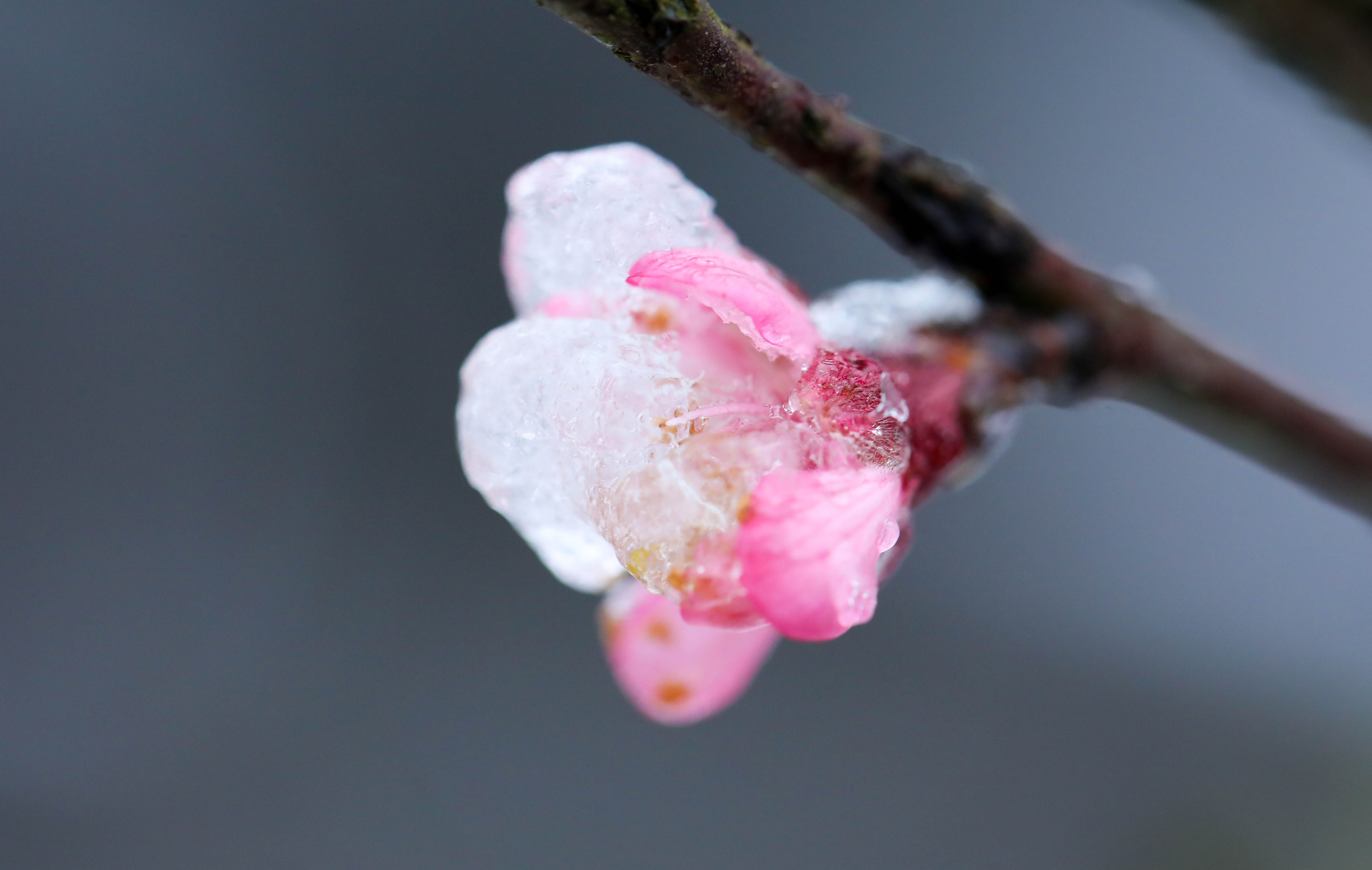 băng tuyết ở sa pa ảnh 11 bang tuyet o sa pa anh 11