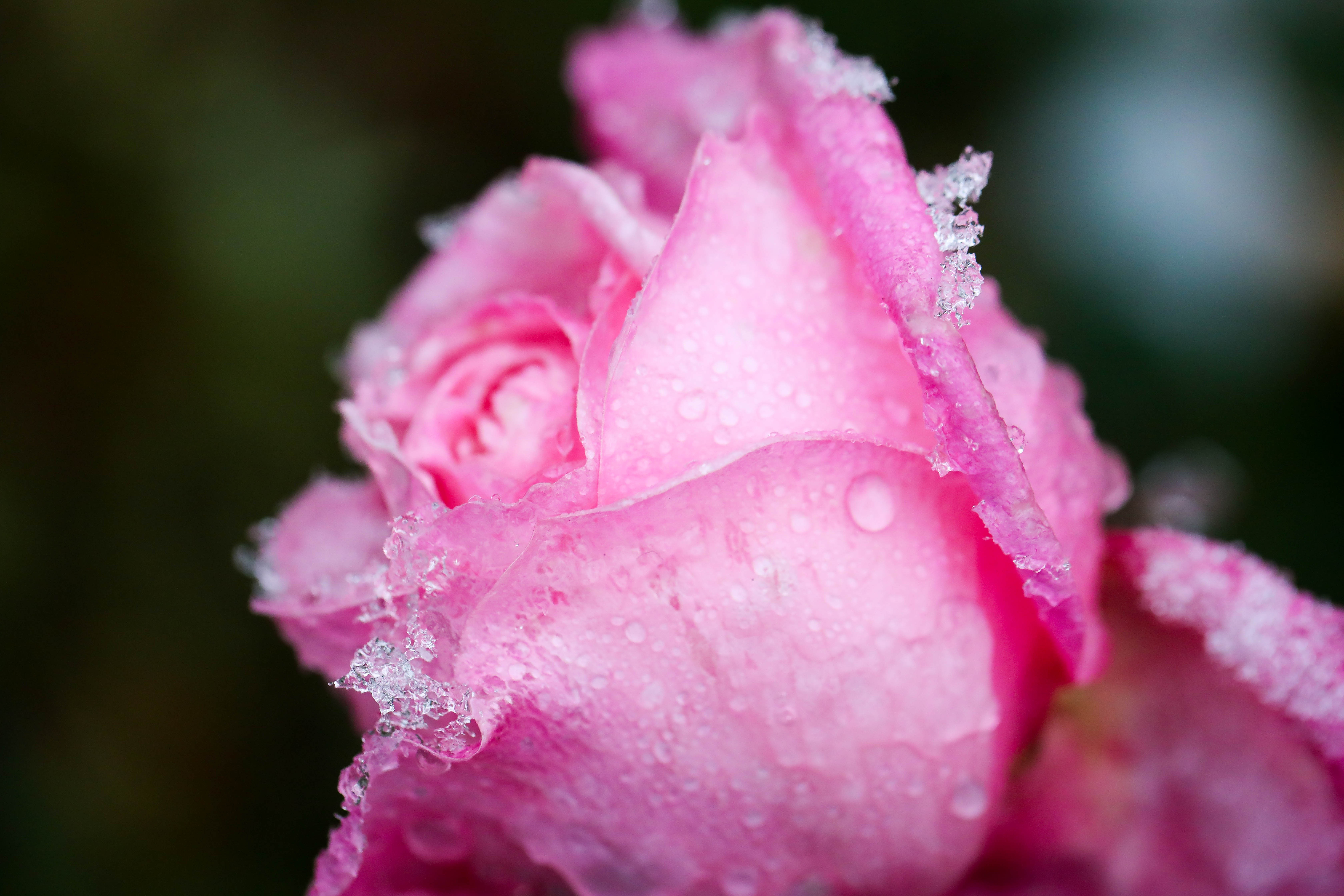 băng tuyết ở sa pa ảnh 12 bang tuyet o sa pa anh 12