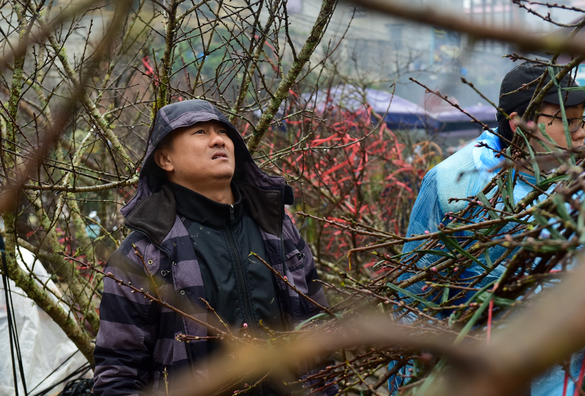 dao rung Sa Pa anh 11