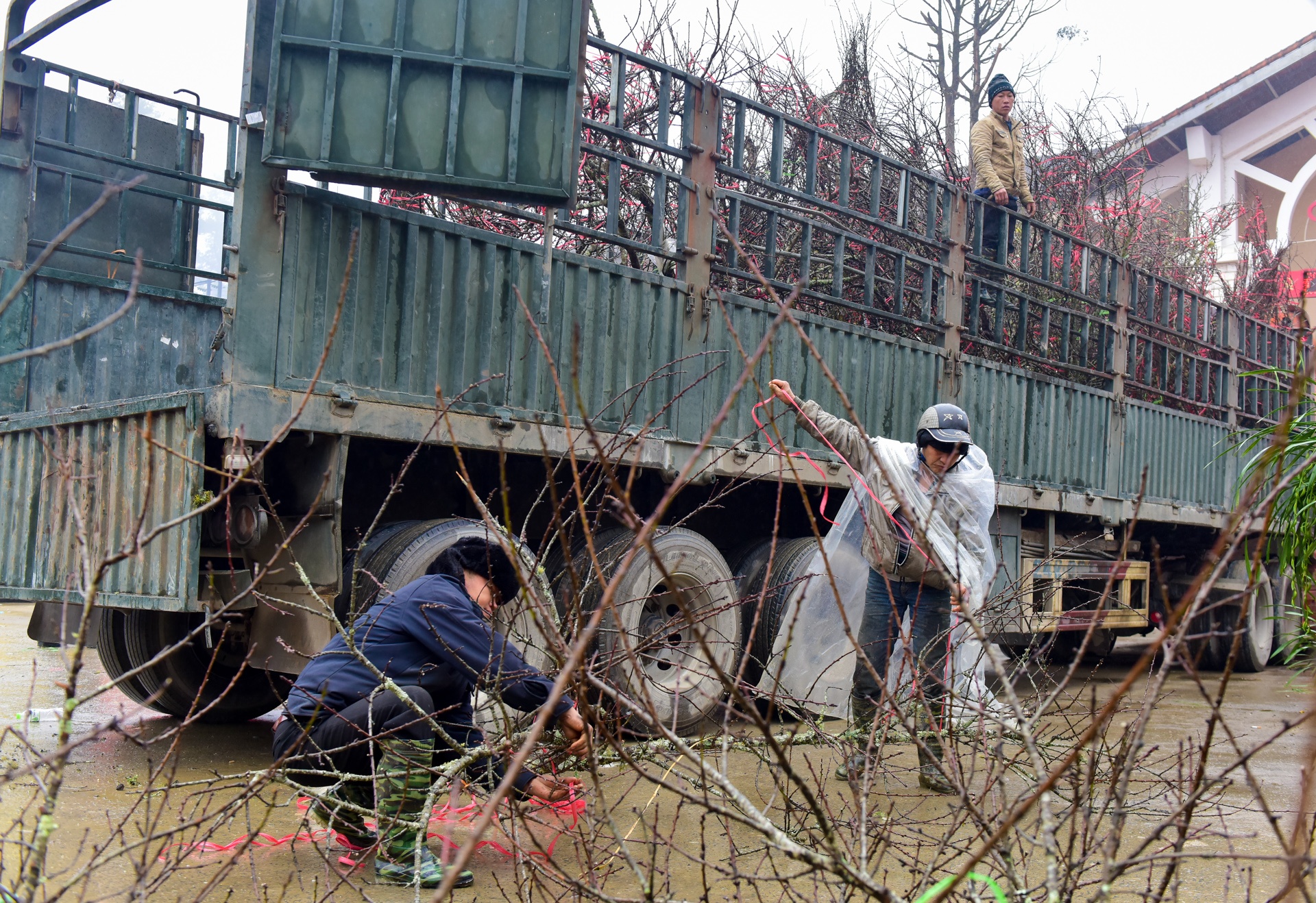 dao rung Sa Pa anh 1