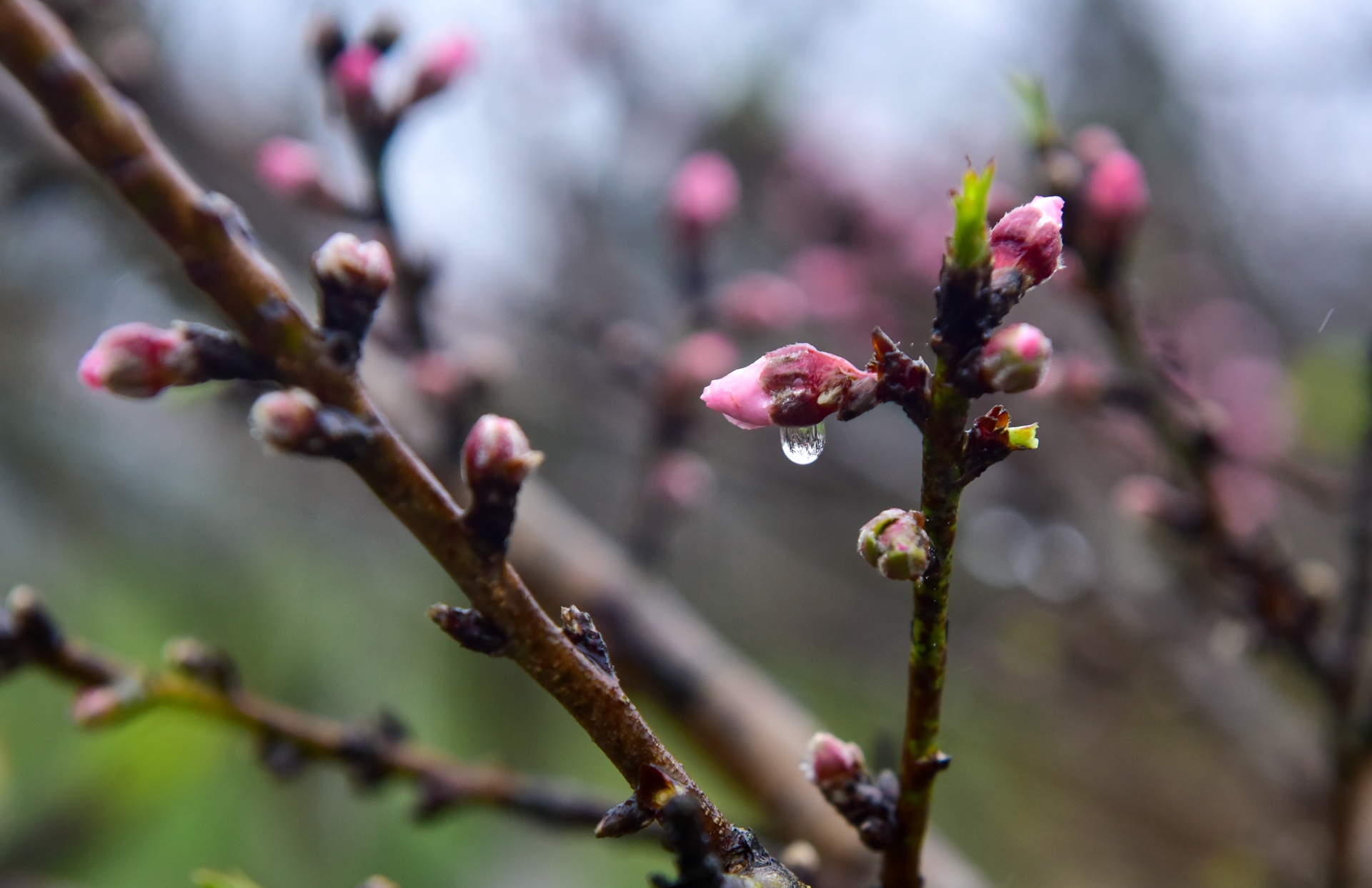 dao rung Sa Pa anh 3