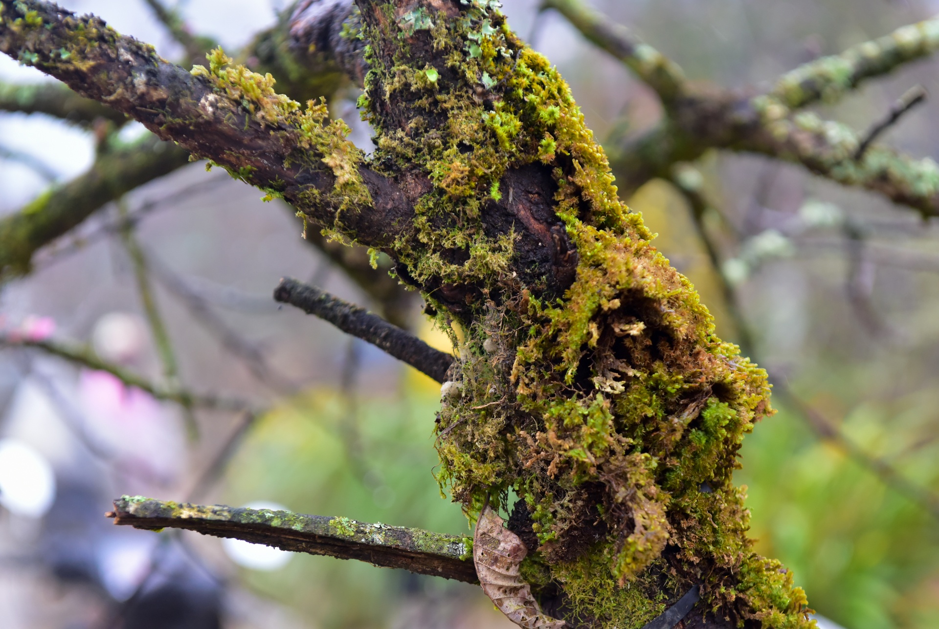 dao rung Sa Pa anh 5