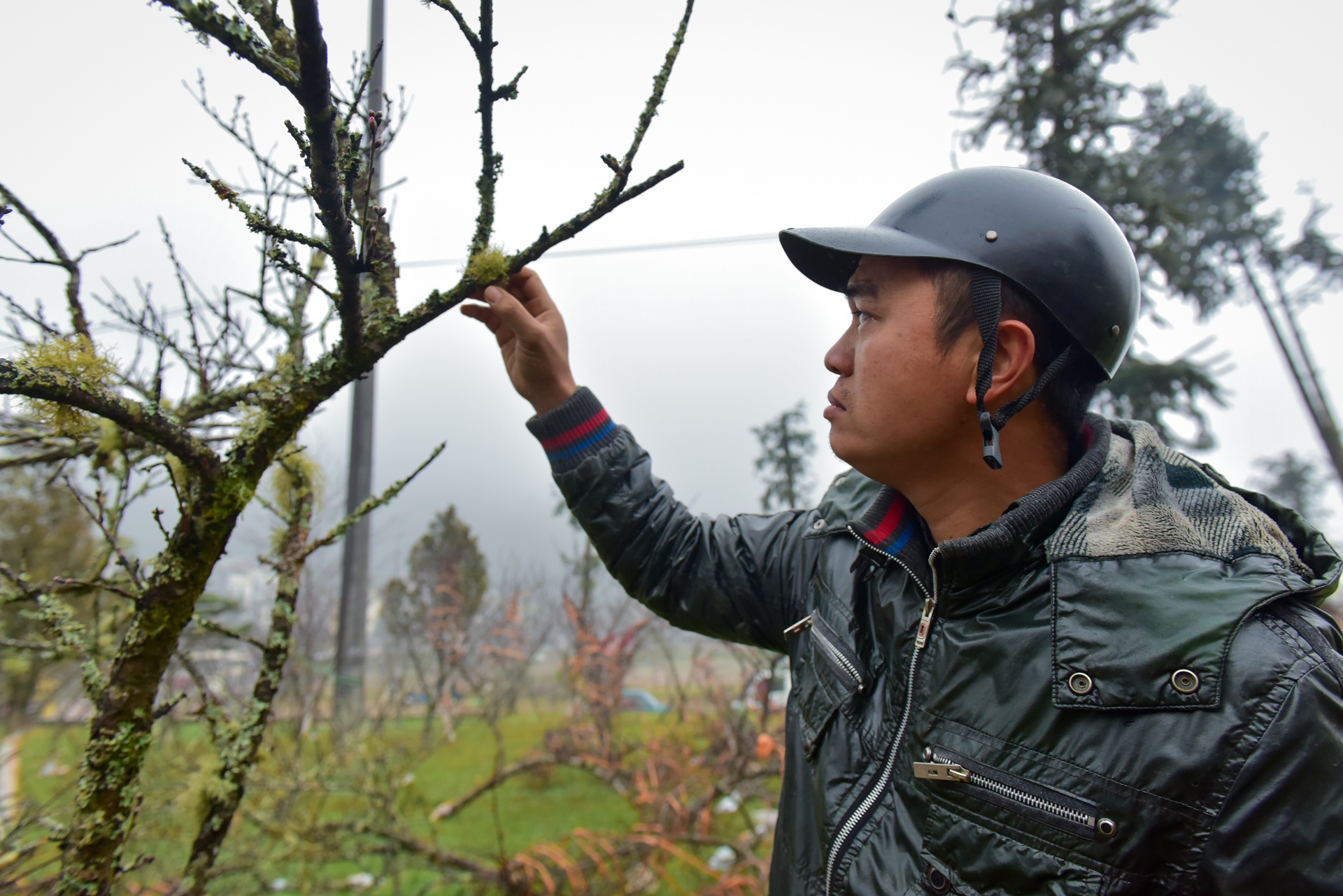 dao rung Sa Pa anh 6