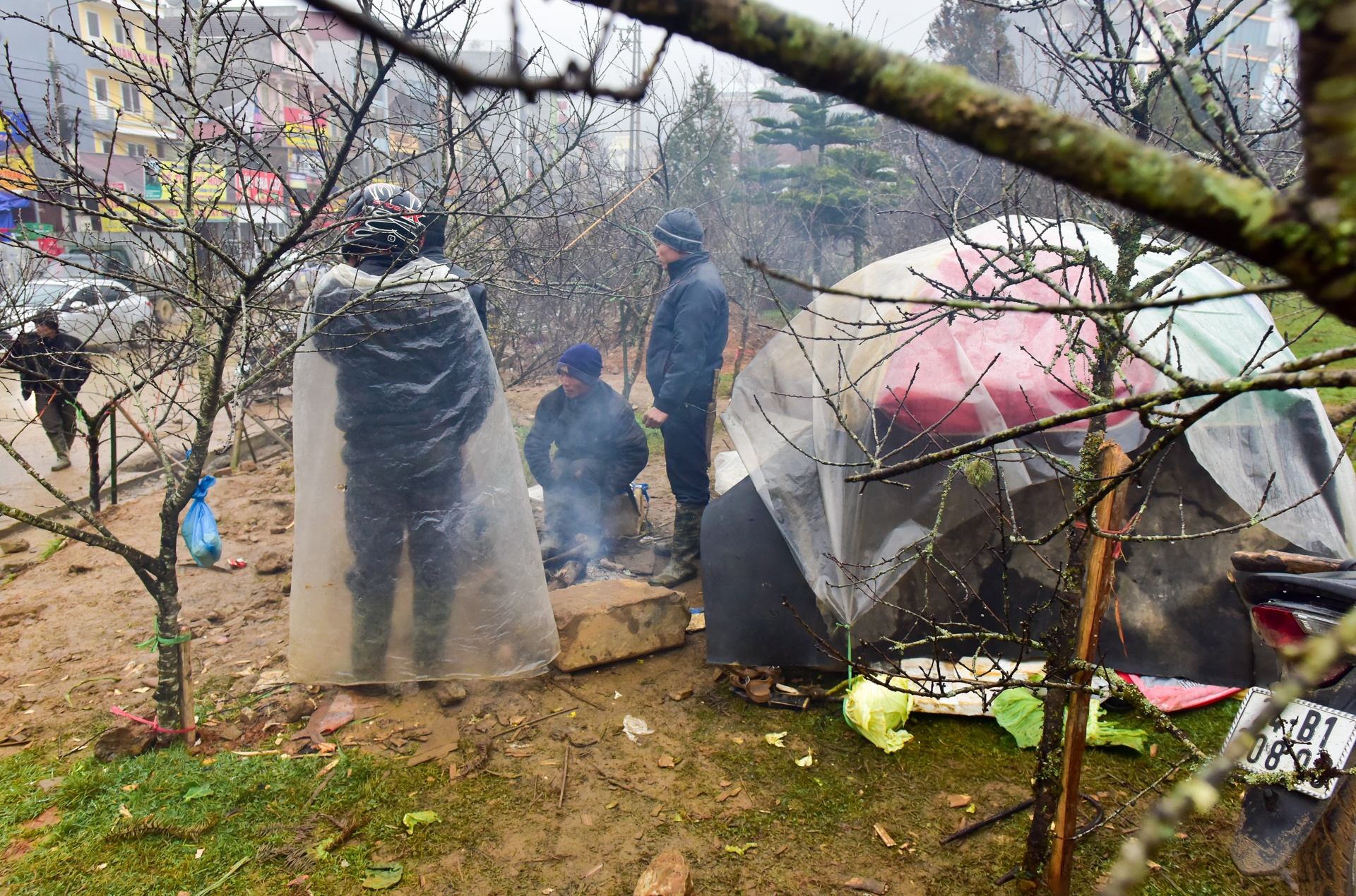 dao rung Sa Pa anh 7