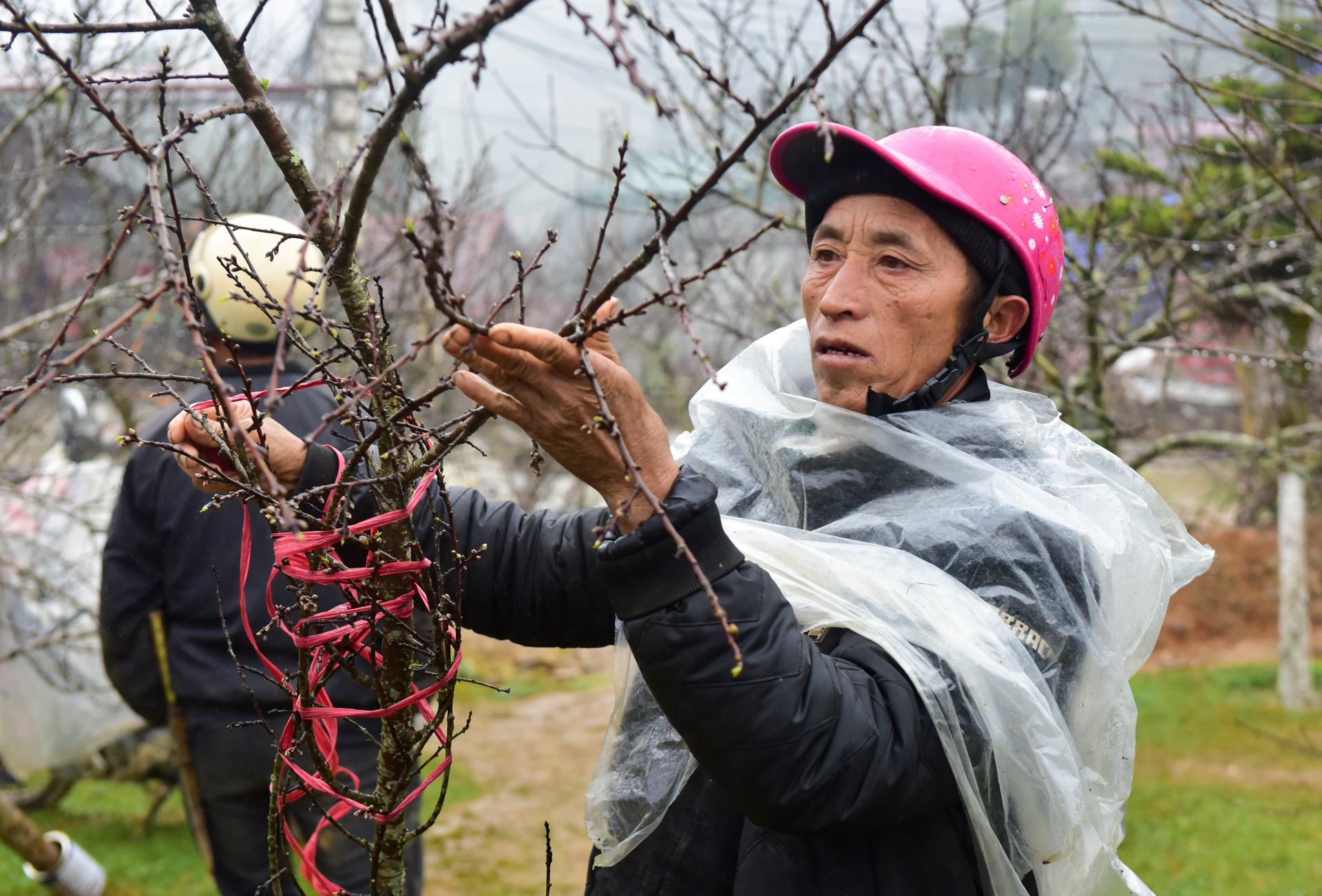 dao rung Sa Pa anh 9