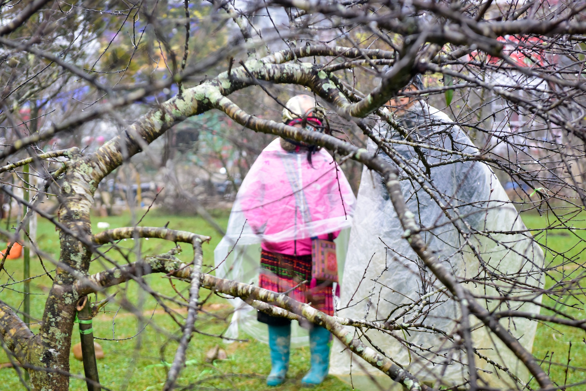 dao rung Sa Pa anh 10