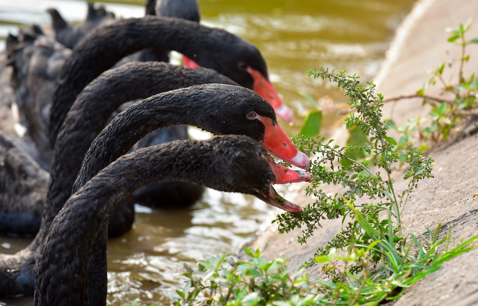Nhieu nguoi do xo den xem thien nga o ho Guom hinh anh