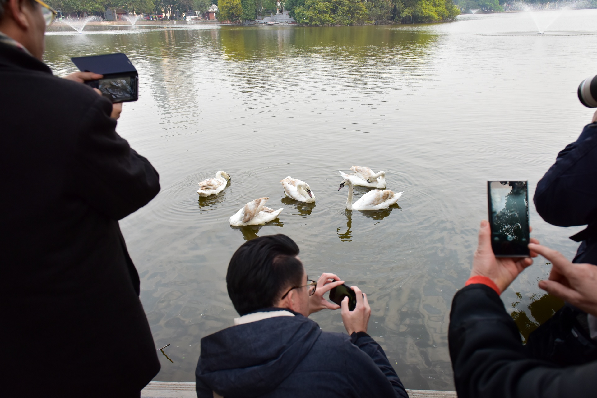 Nguoi nuoi thien nga dang tha o ho Guom xuat hien hinh anh