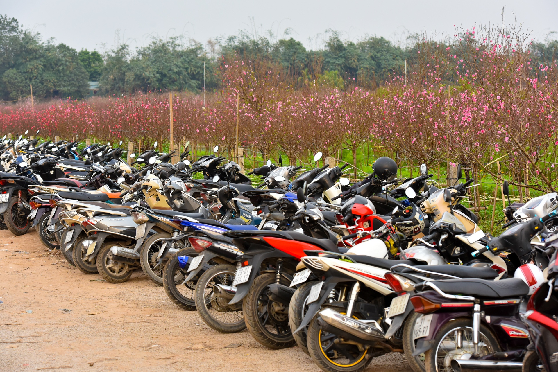 chup anh ben hoa dao anh 11