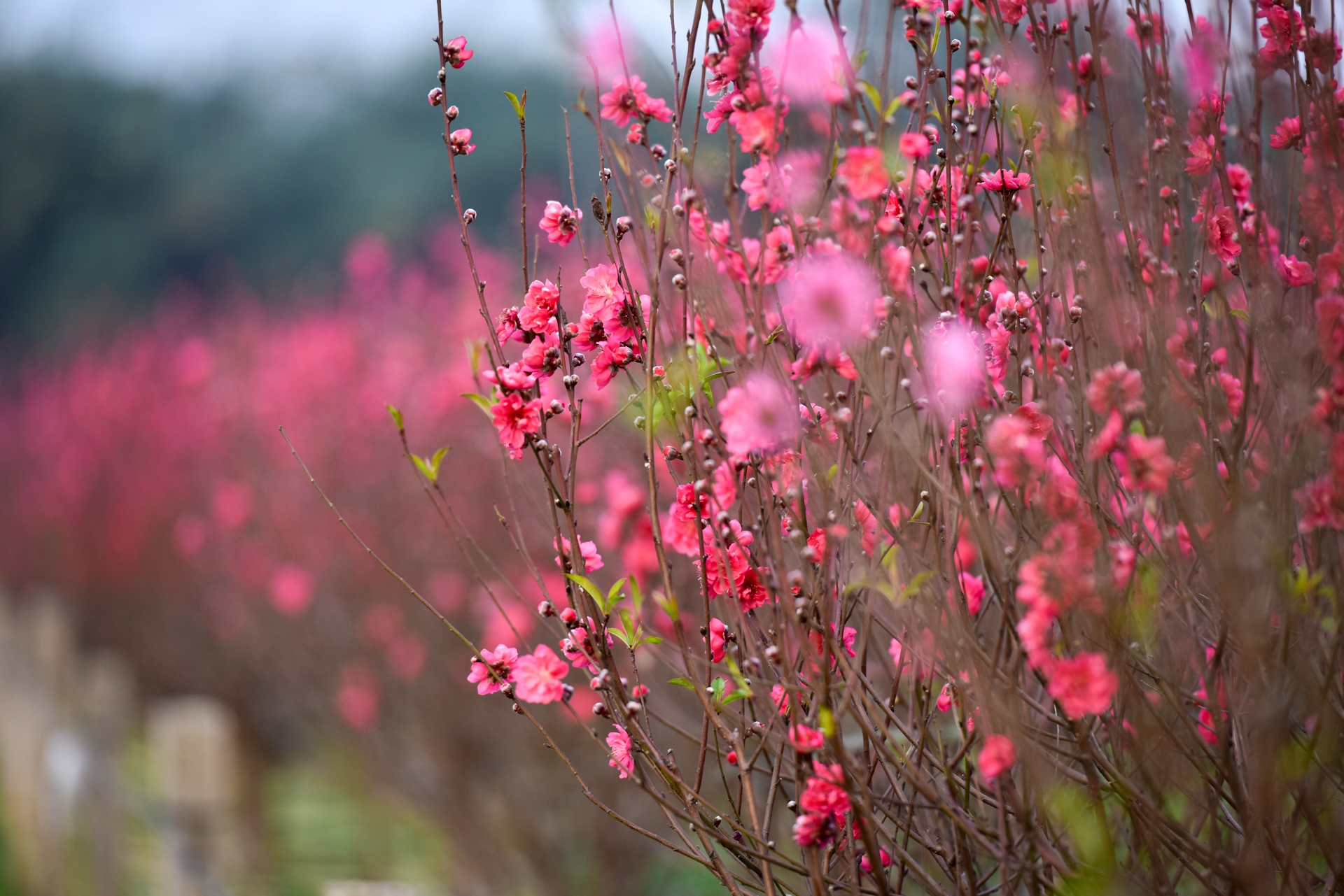 chup anh ben hoa dao anh 3