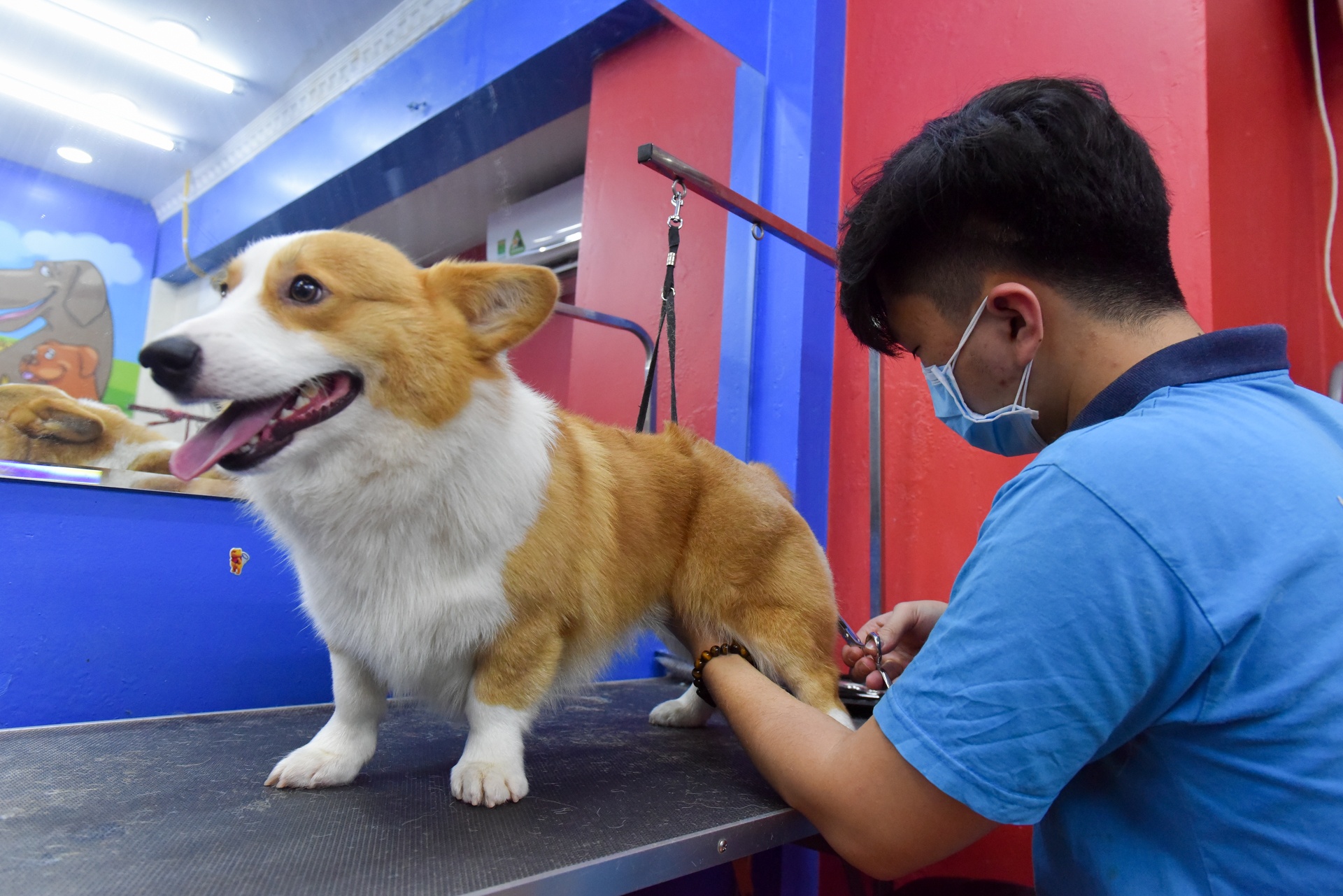 Cat tia long cho thu cung: 250.000-800.000 dong mot lan hinh anh