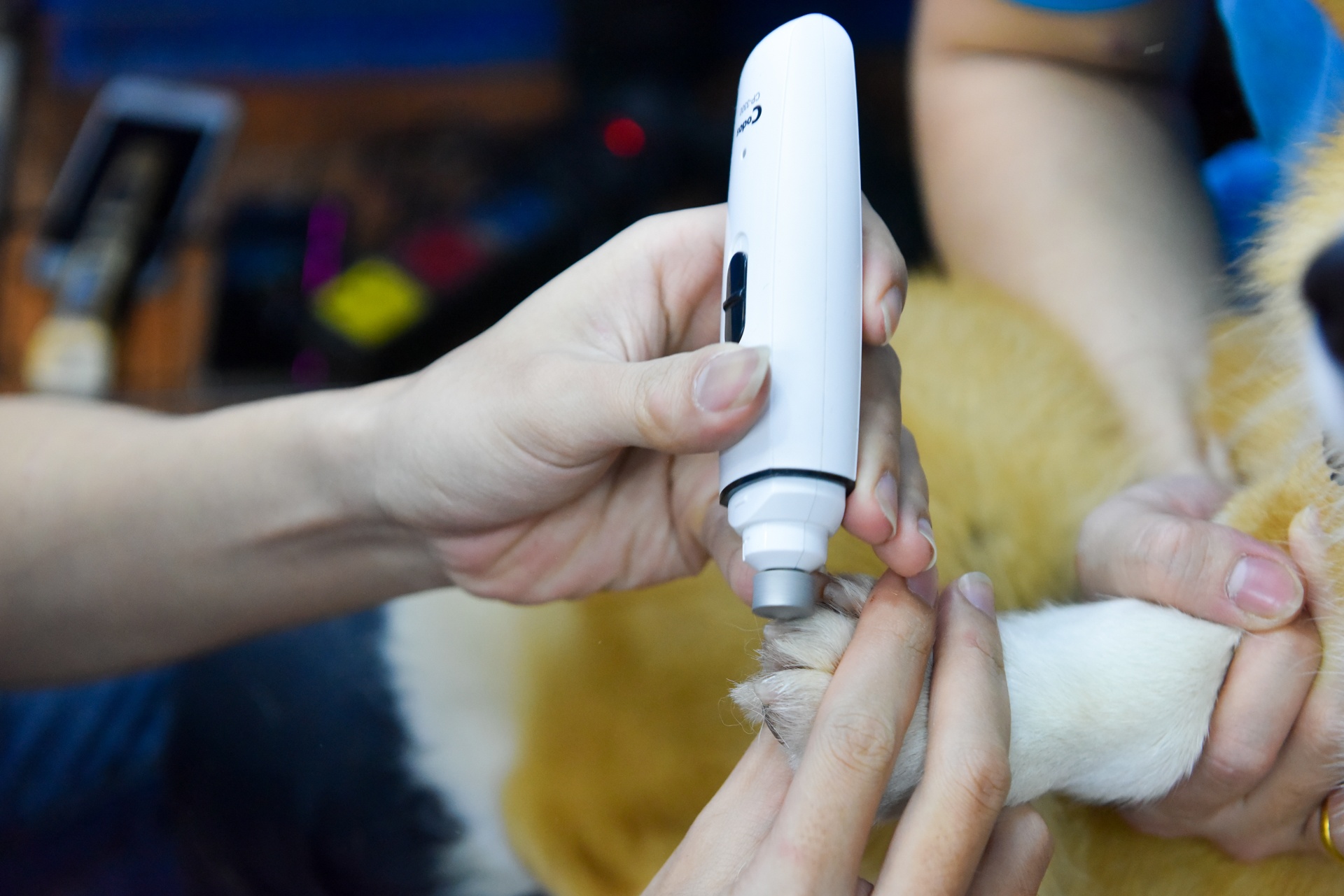 lam dep cho cun cung anh 6