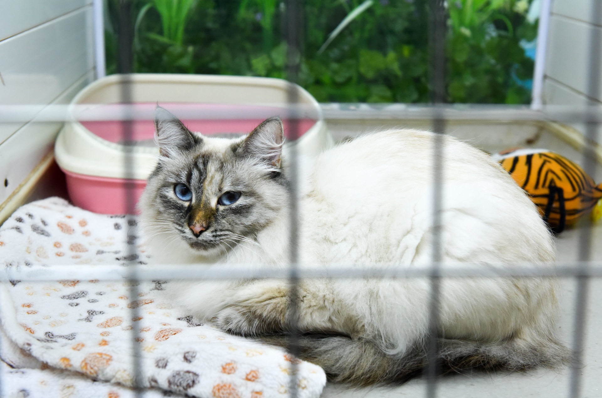 lam dep cho cun cung anh 8