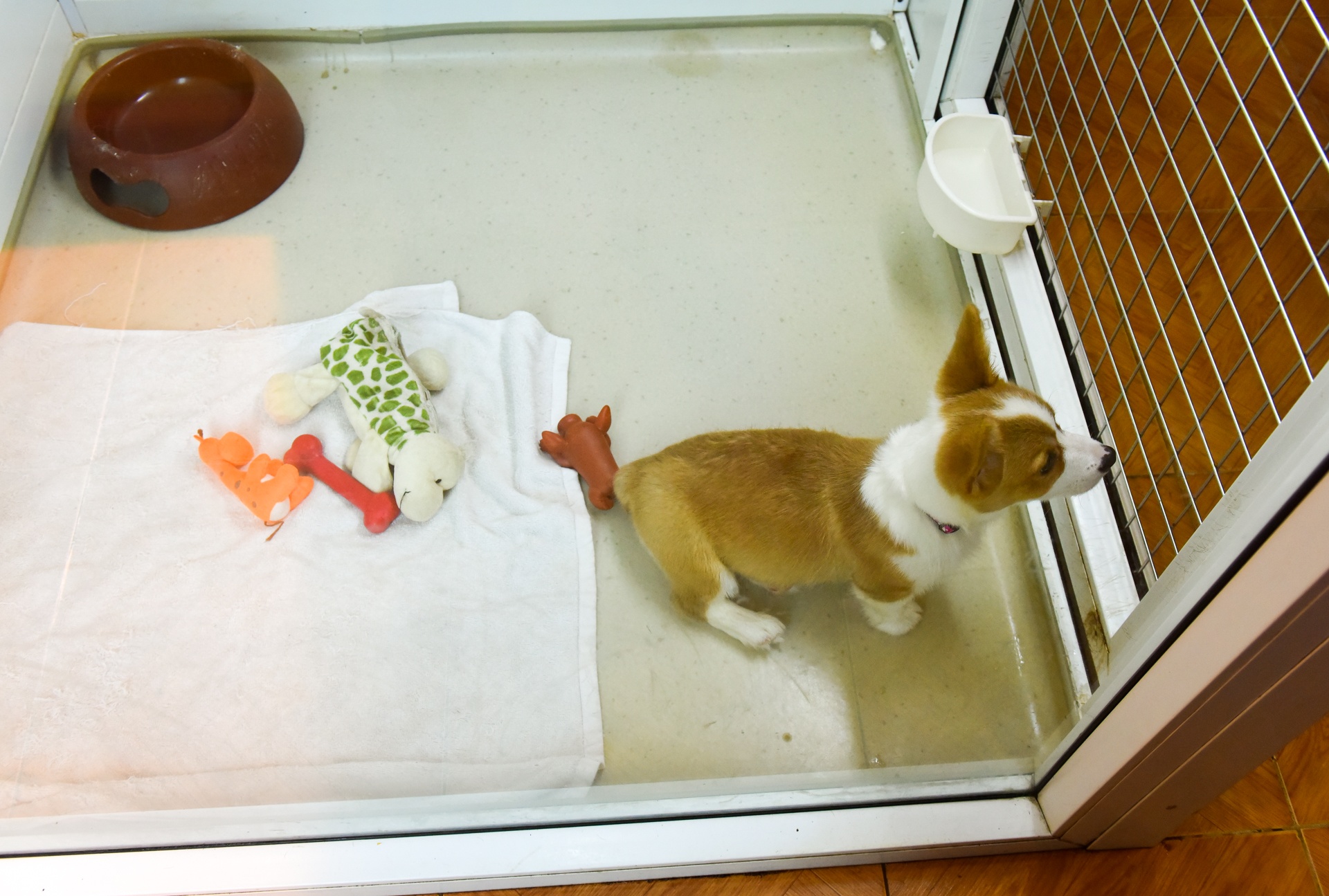 lam dep cho cun cung anh 9