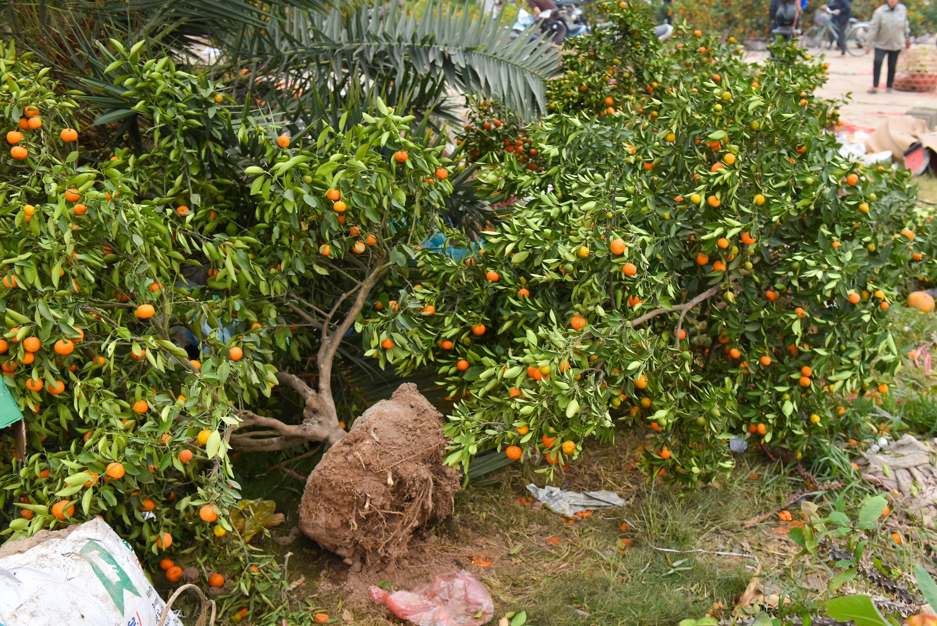 Nguoi ban re nhu cho, nguoi dap nat hoa chieu 30 Tet hinh anh