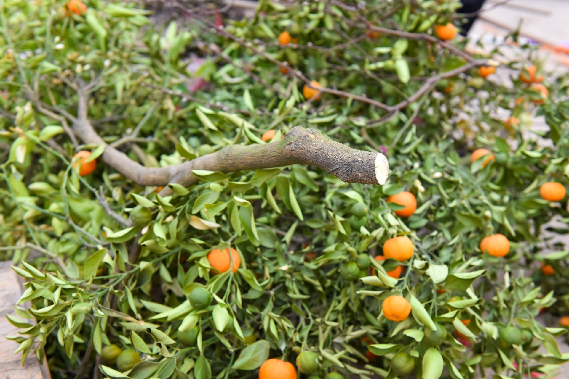 dap nat hoa dao anh 8