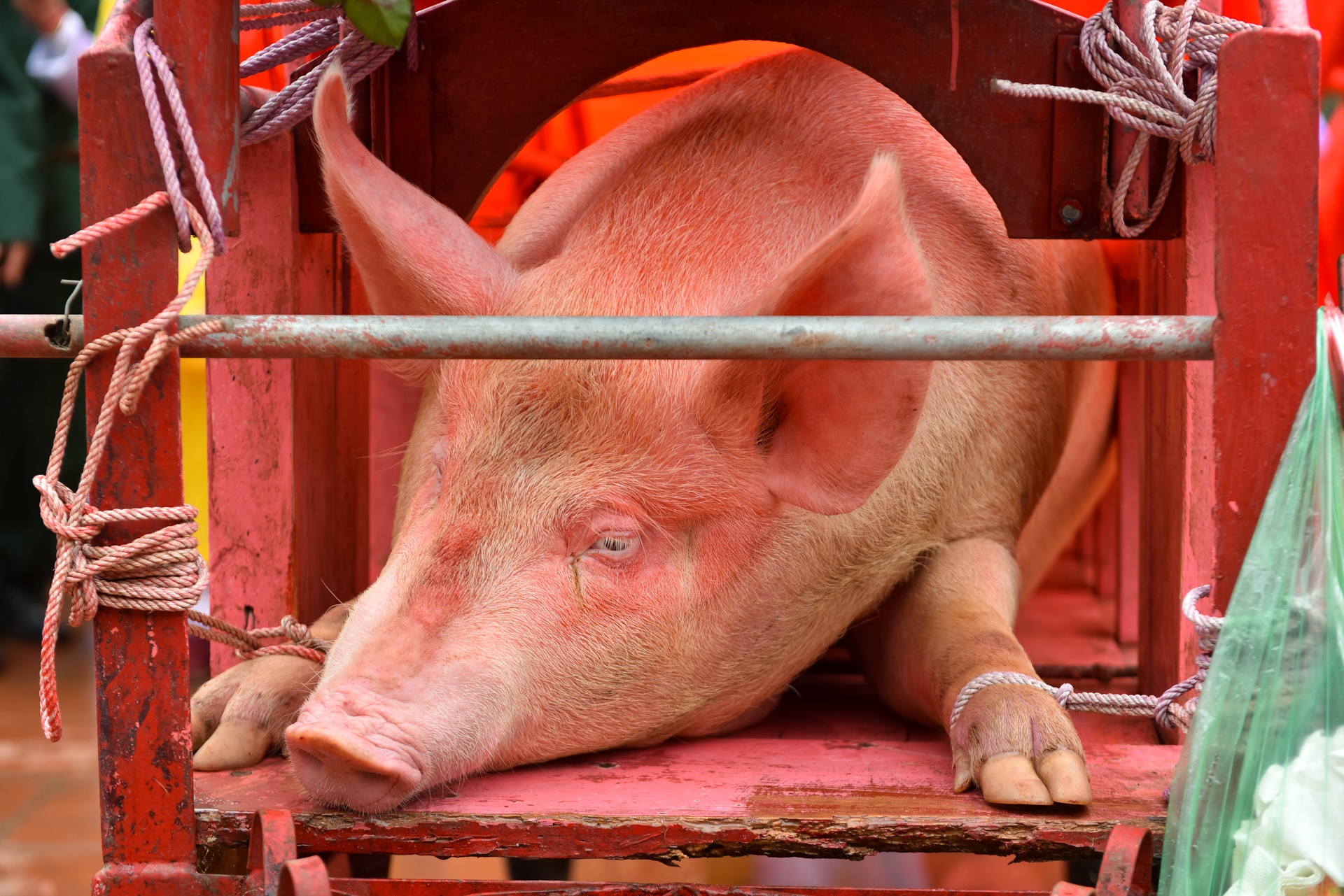 le hoi chem lon Nem Thuong anh 2