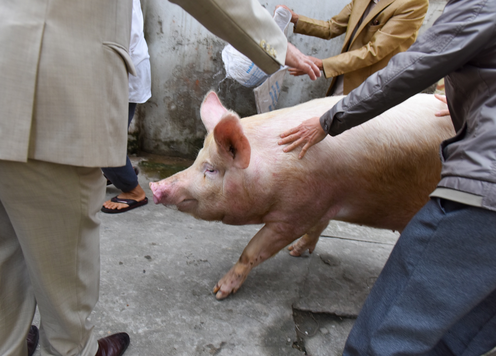 le hoi ruoc lon La Phu anh 2