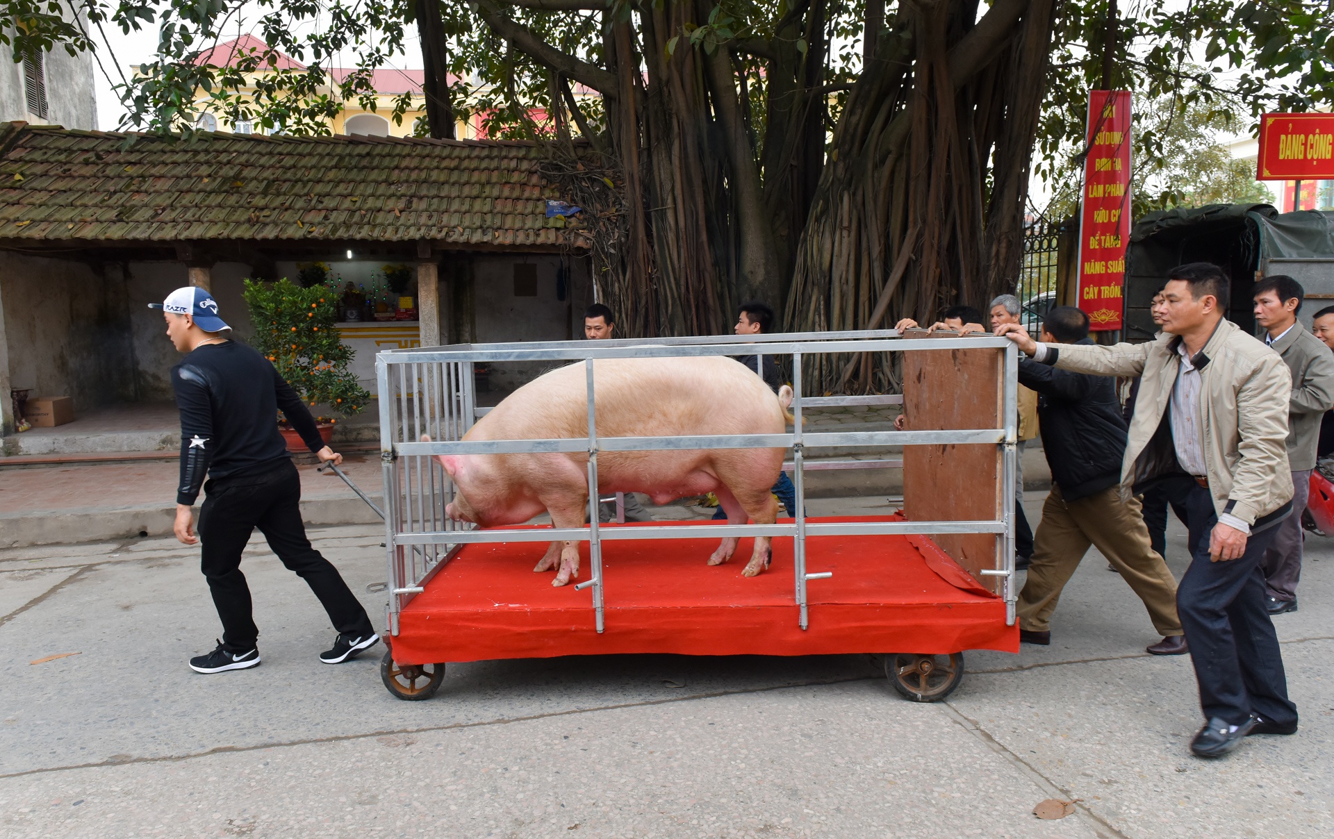 le hoi ruoc lon La Phu anh 6